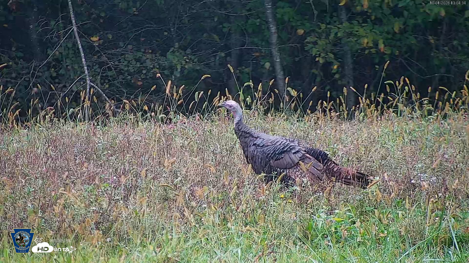 Snapshot of Pennsylvania Elk Live Webcam taken Oct 1, 2026, 1:05pm EDT