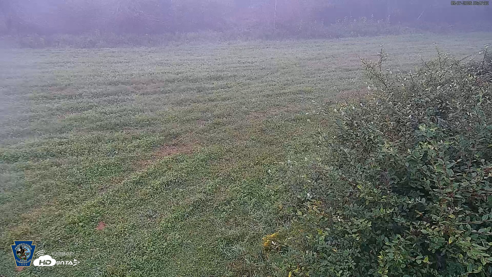 Snapshot of Pennsylvania Elk Live Webcam taken Sep 7, 2026, 6:49am EDT