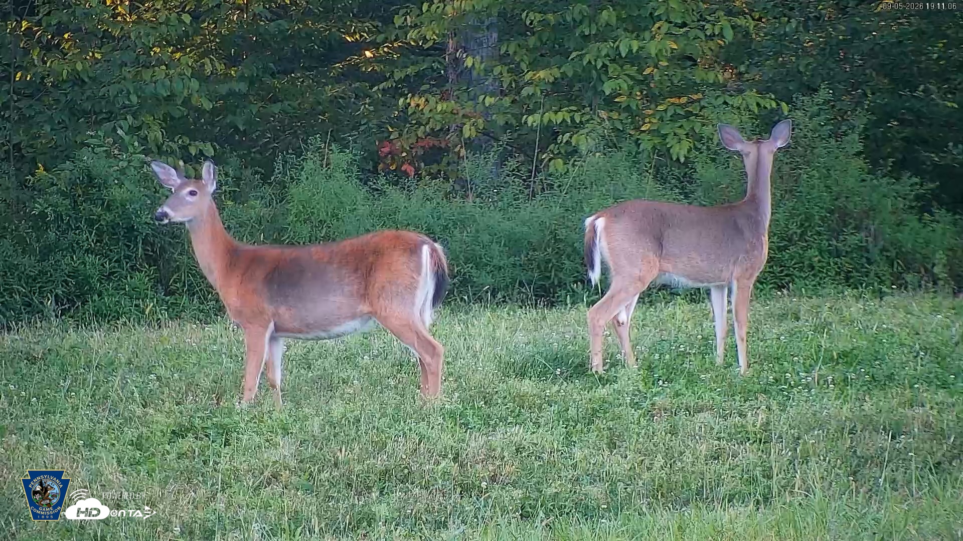 Snapshot of Pennsylvania Elk Live Webcam taken Sep 5, 2026, 7:12pm EDT