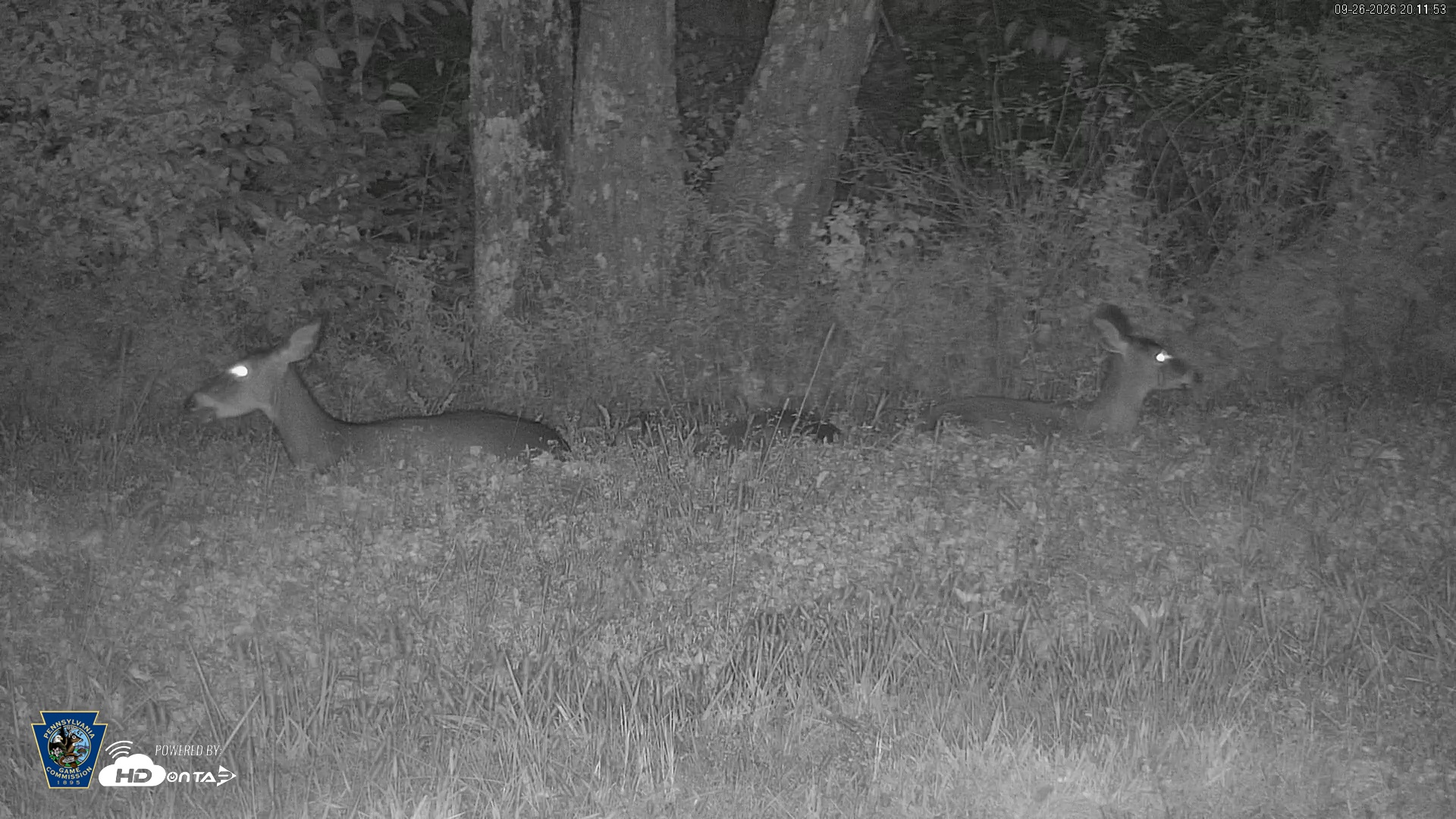 Snapshot of Pennsylvania Elk Live Webcam taken Sep 26, 2026, 8:12pm EDT