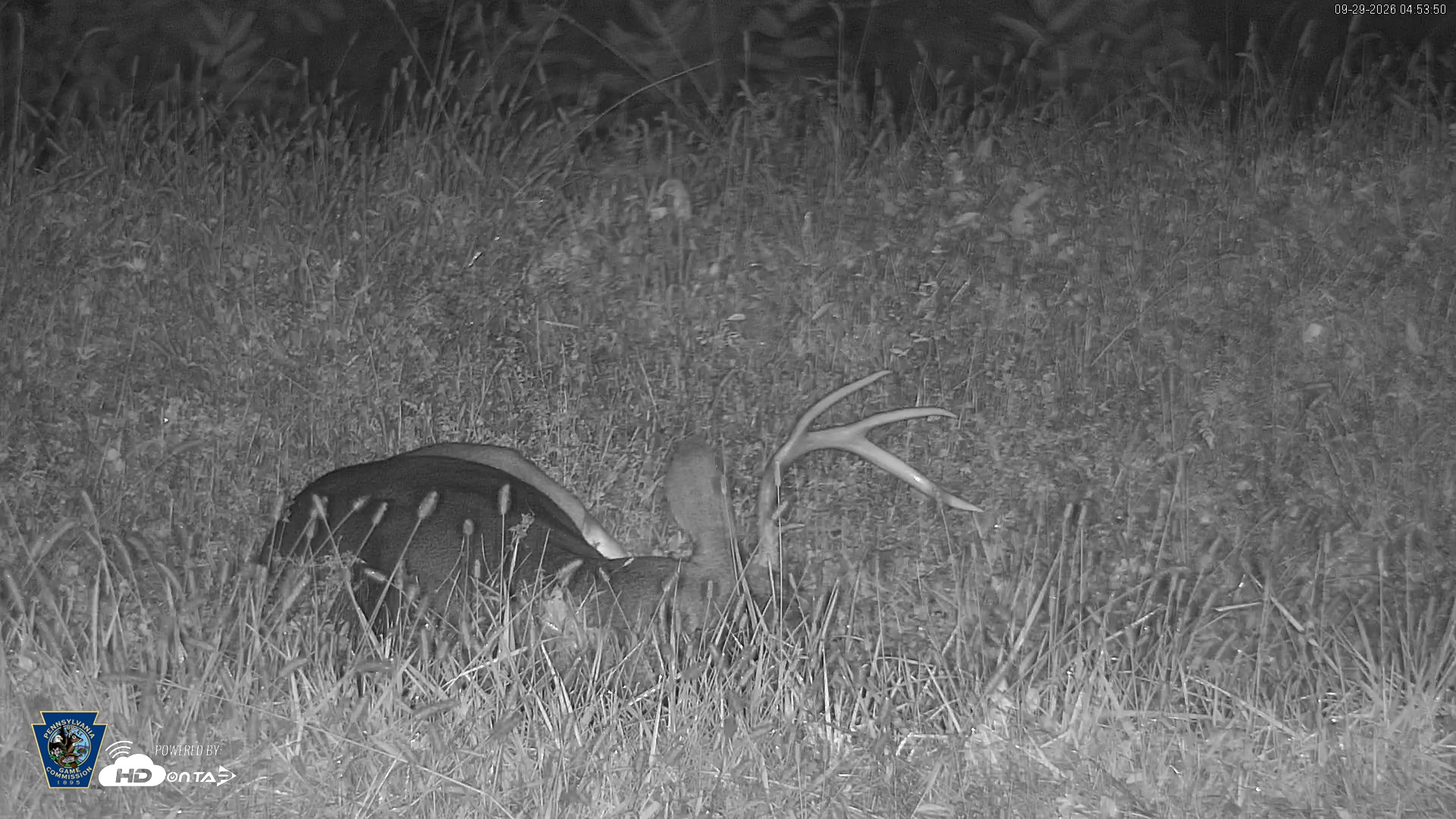 Snapshot of Pennsylvania Elk Live Webcam taken Sep 29, 2026, 4:55am EDT