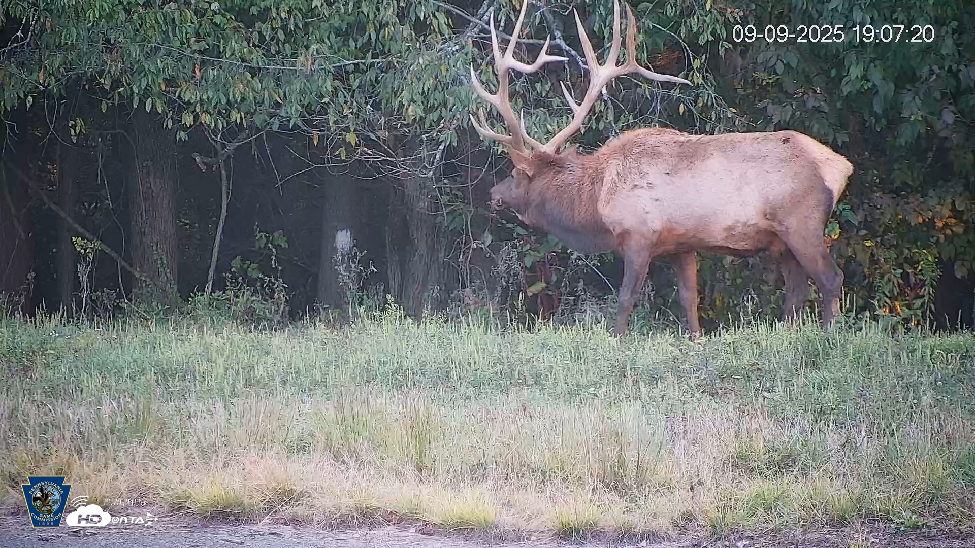 Snapshot of Pennsylvania Elk Live Webcam taken Sep 9, 2025, 7:07pm EDT