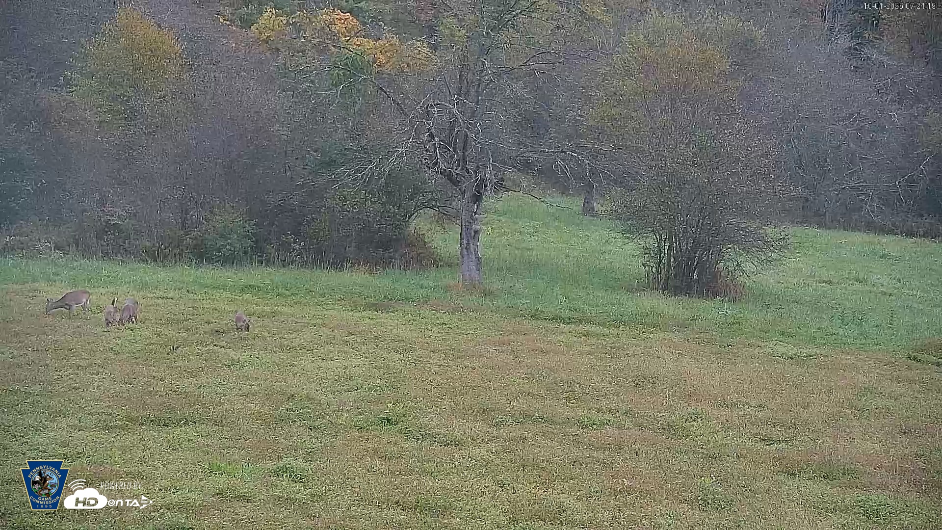 Snapshot of Pennsylvania Elk Live Webcam taken Oct 1, 2026, 7:25am EDT
