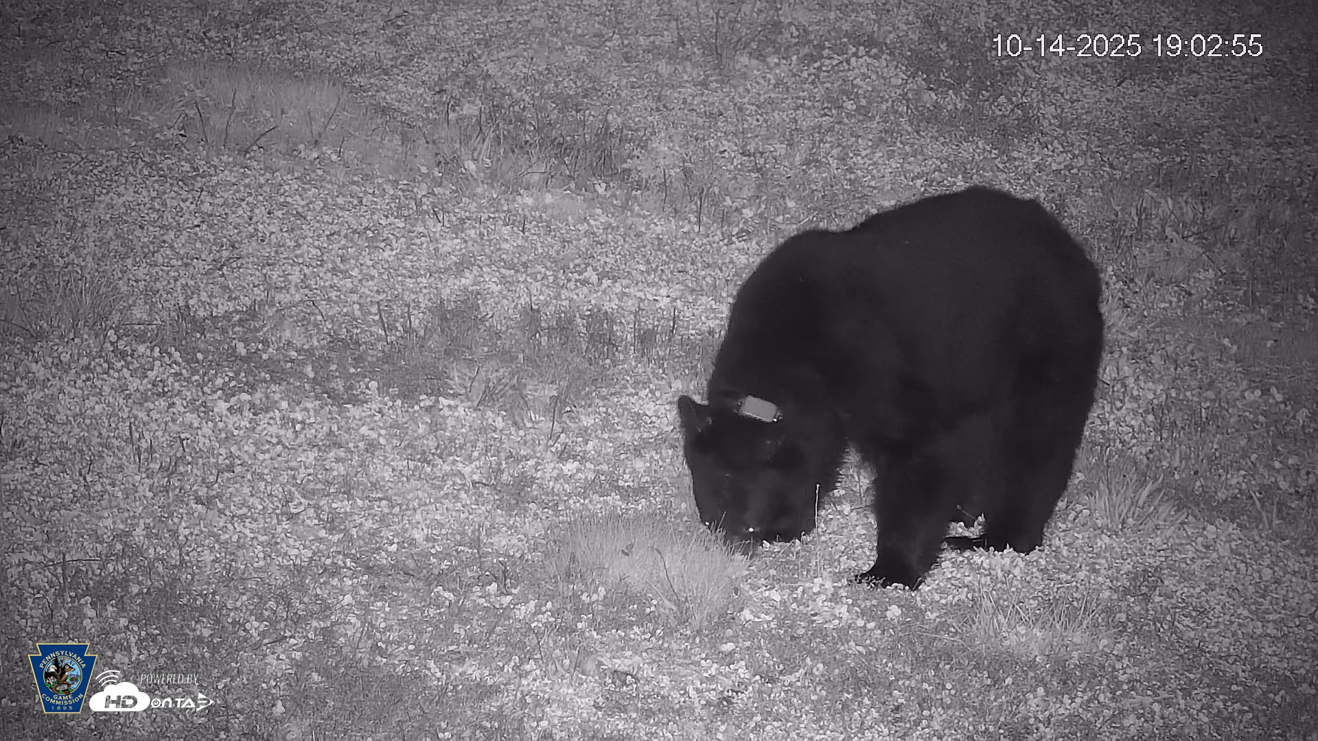 Snapshot of Pennsylvania Elk Live Webcam taken Oct 14, 2025, 7:04pm EDT