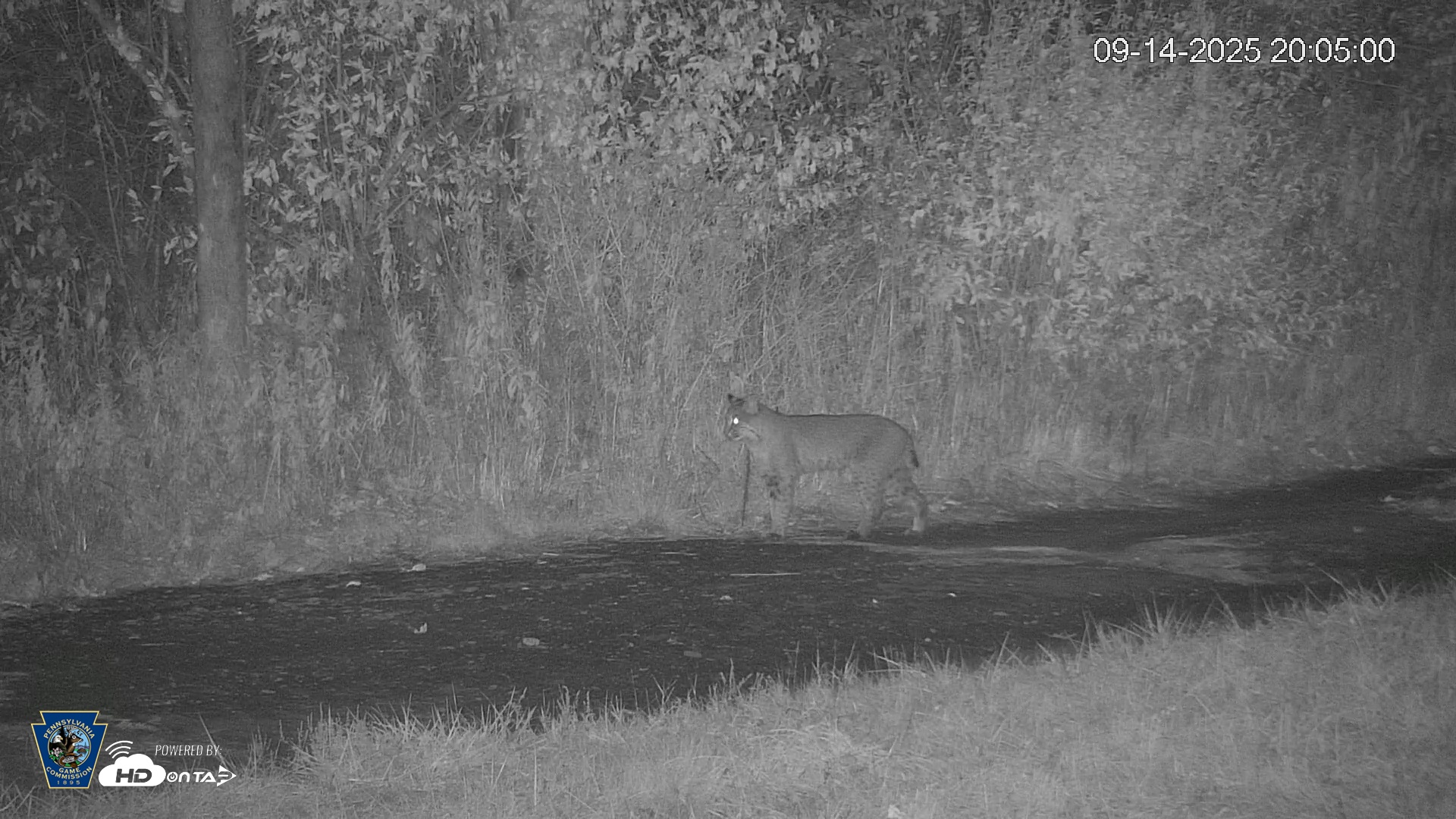 Snapshot of Pennsylvania Elk Live Webcam taken Sep 14, 2025, 8:05pm EDT