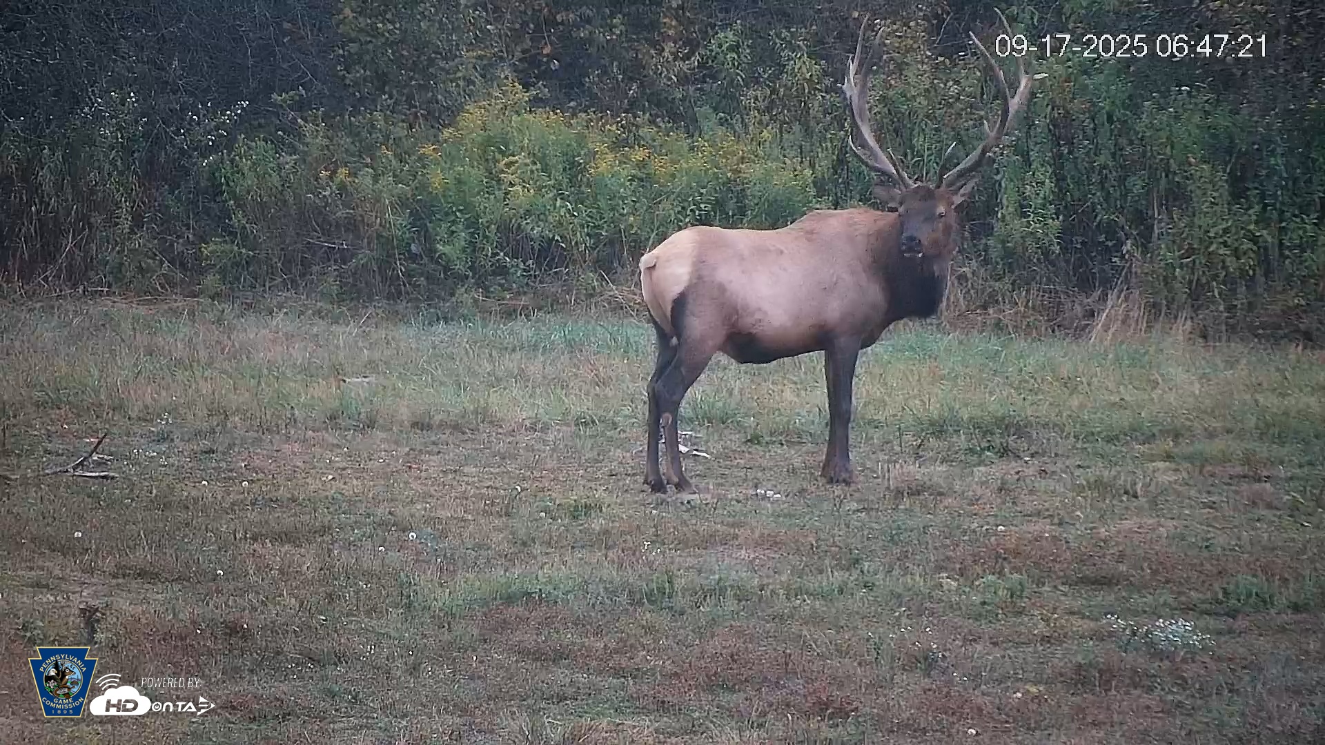 Snapshot of Pennsylvania Elk Live Webcam taken Sep 17, 2025, 6:48am EDT