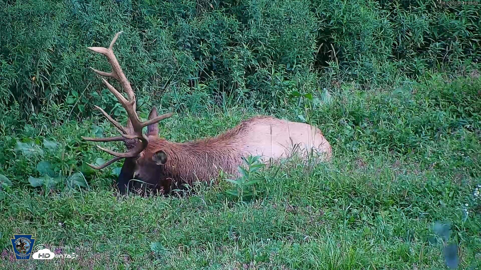 Snapshot of Pennsylvania Elk Live Webcam taken Aug 27, 2026, 6:49pm EDT