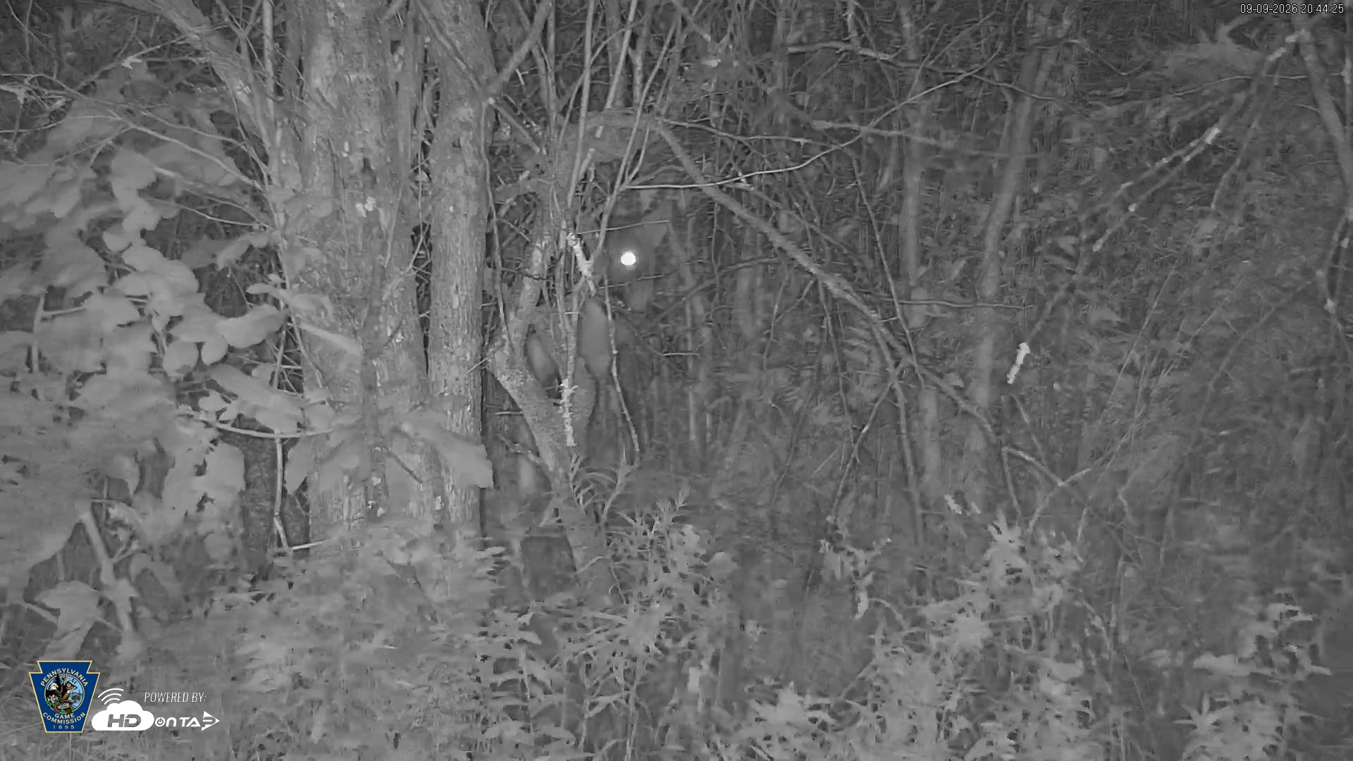 Snapshot of Pennsylvania Elk Live Webcam taken Sep 9, 2026, 8:45pm EDT