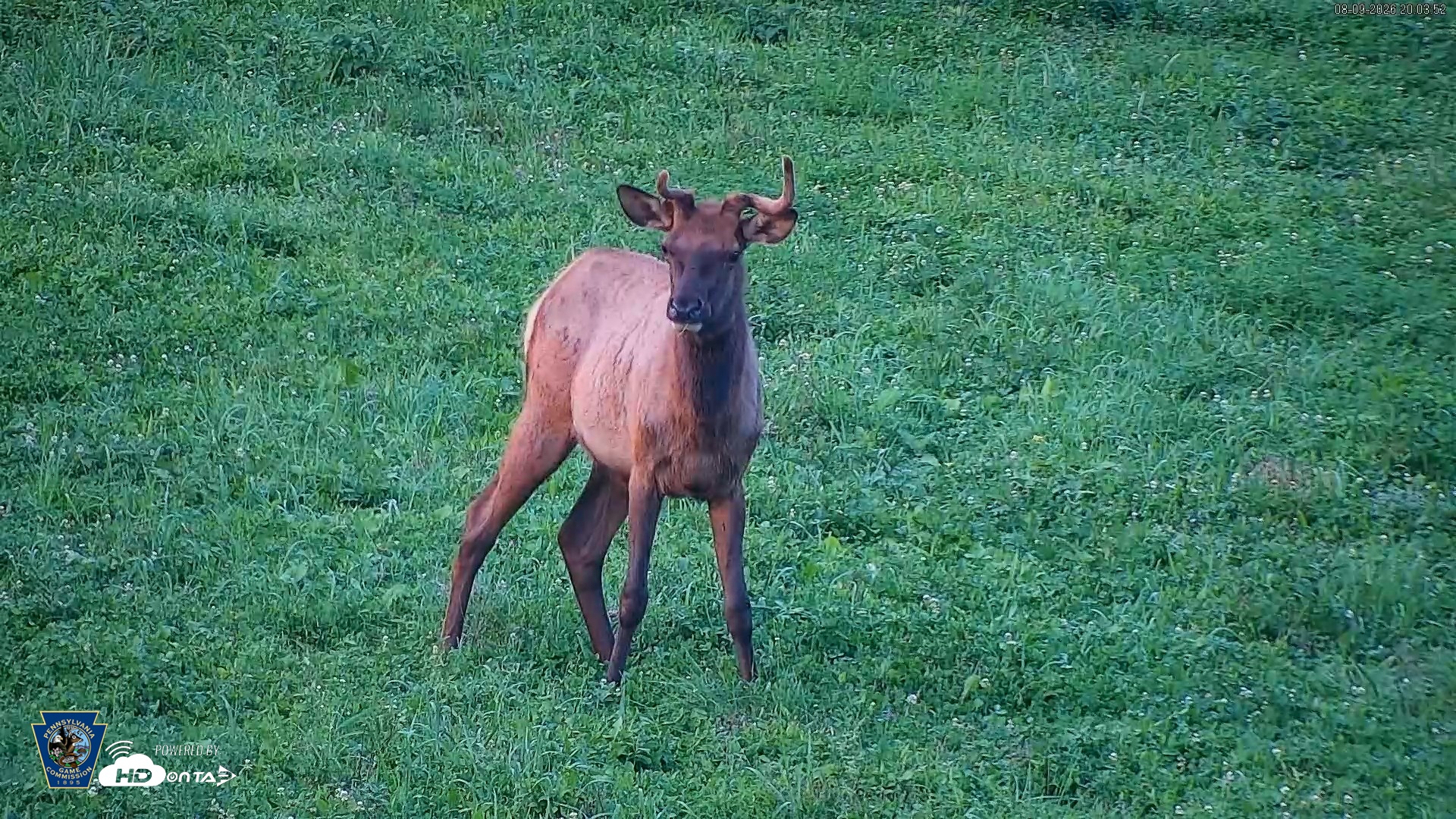 Snapshot of Pennsylvania Elk Live Webcam taken Aug 9, 2026, 8:04pm EDT