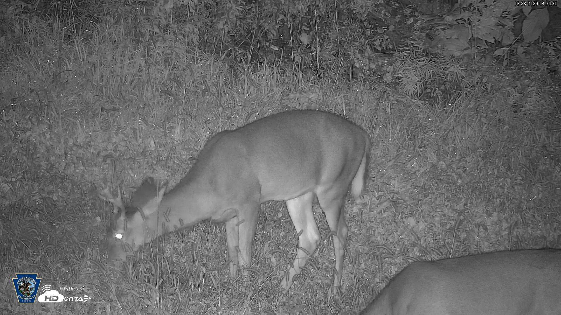 Snapshot of Pennsylvania Elk Live Webcam taken Sep 28, 2026, 4:31am EDT