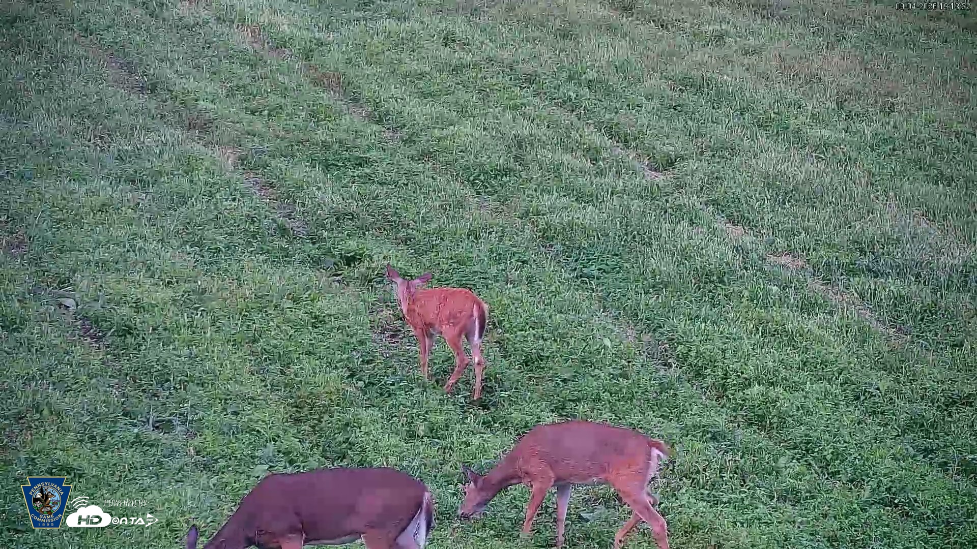 Snapshot of Pennsylvania Elk Live Webcam taken Sep 4, 2026, 7:14pm EDT