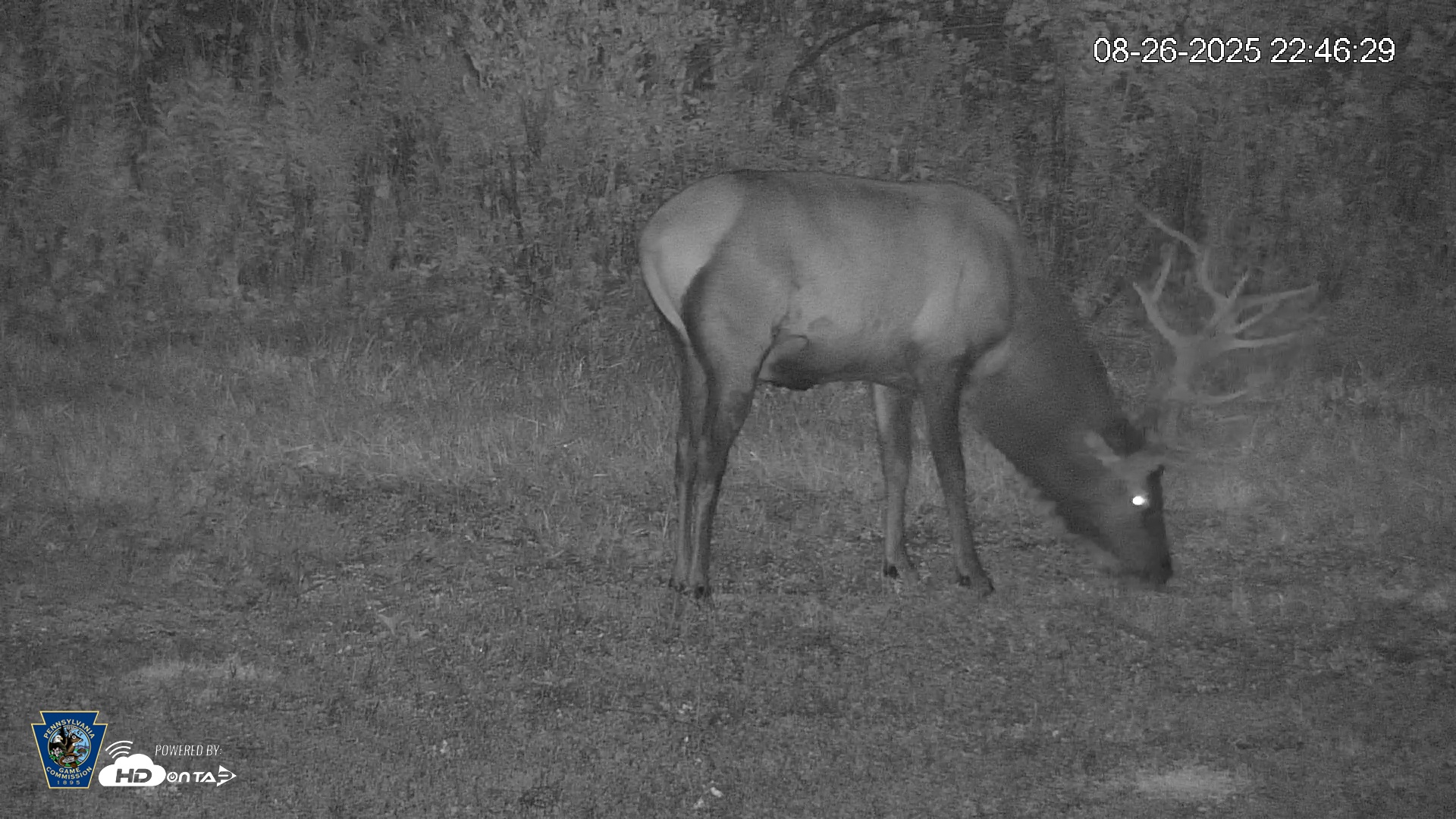 Snapshot of Pennsylvania Elk Live Webcam taken Aug 26, 2025, 10:47pm EDT