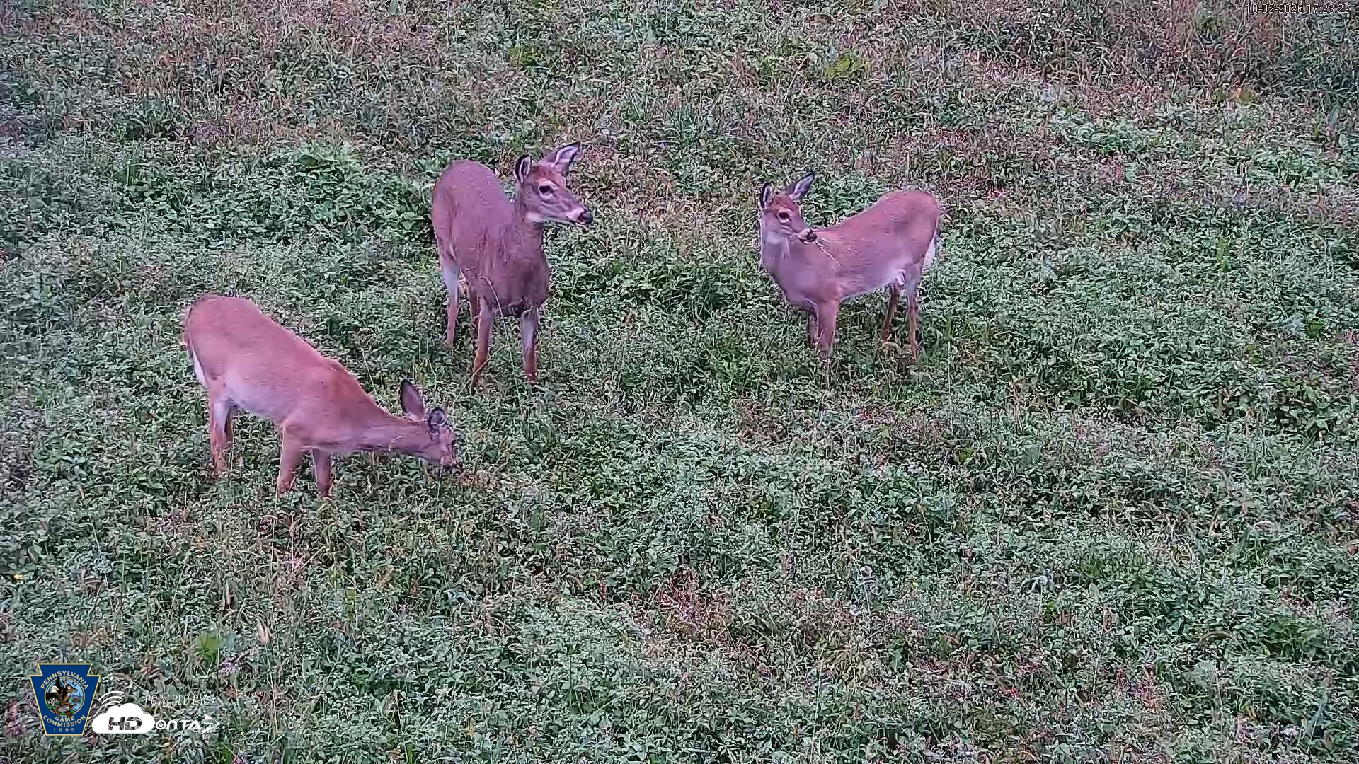 Snapshot of Pennsylvania Elk Live Webcam taken Oct 2, 2026, 5:24pm EDT