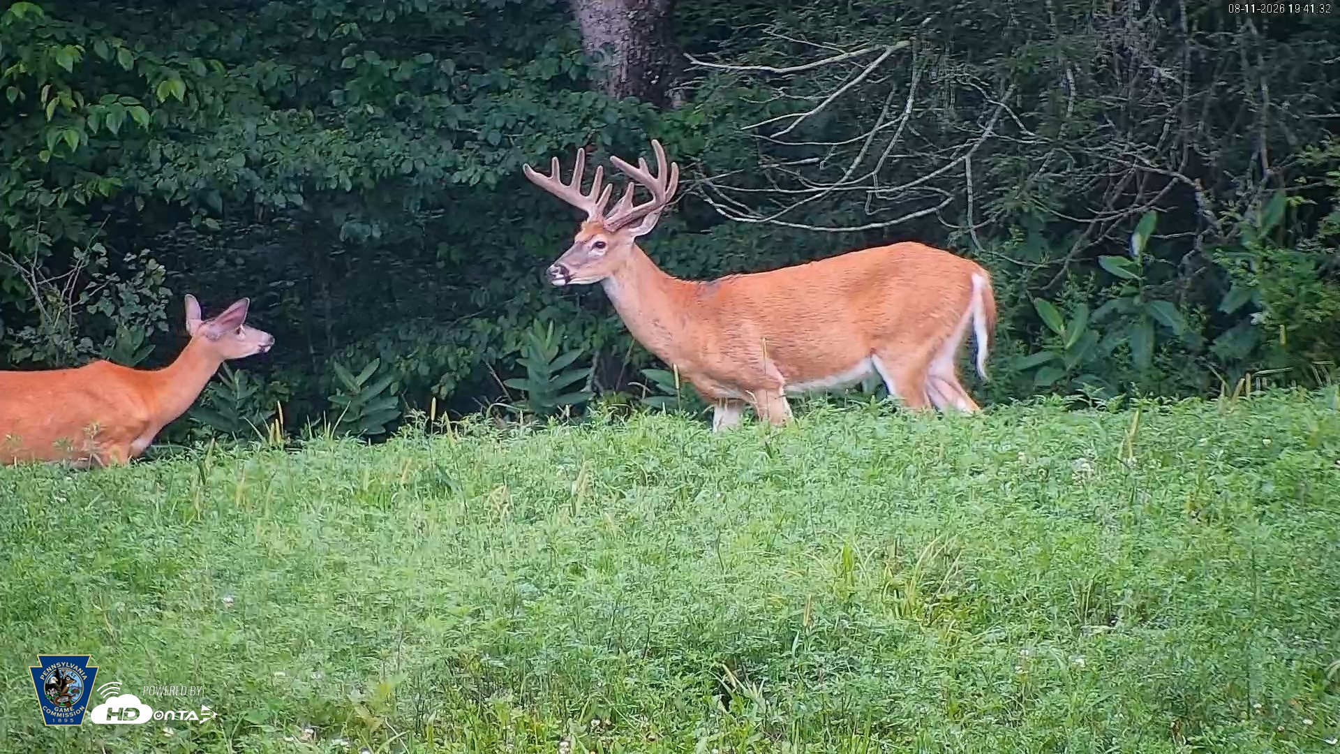 Snapshot of Pennsylvania Elk Live Webcam taken Aug 11, 2026, 7:42pm EDT