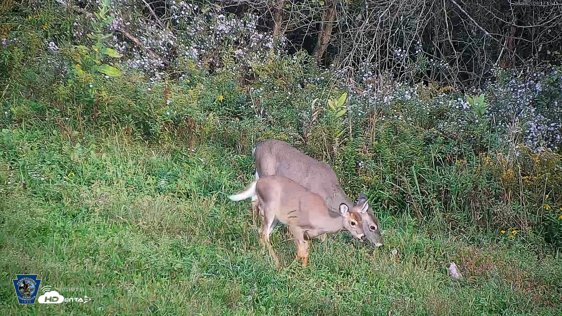 Snapshot of Pennsylvania Elk Live Webcam taken Sep 30, 2026, 5:14pm EDT