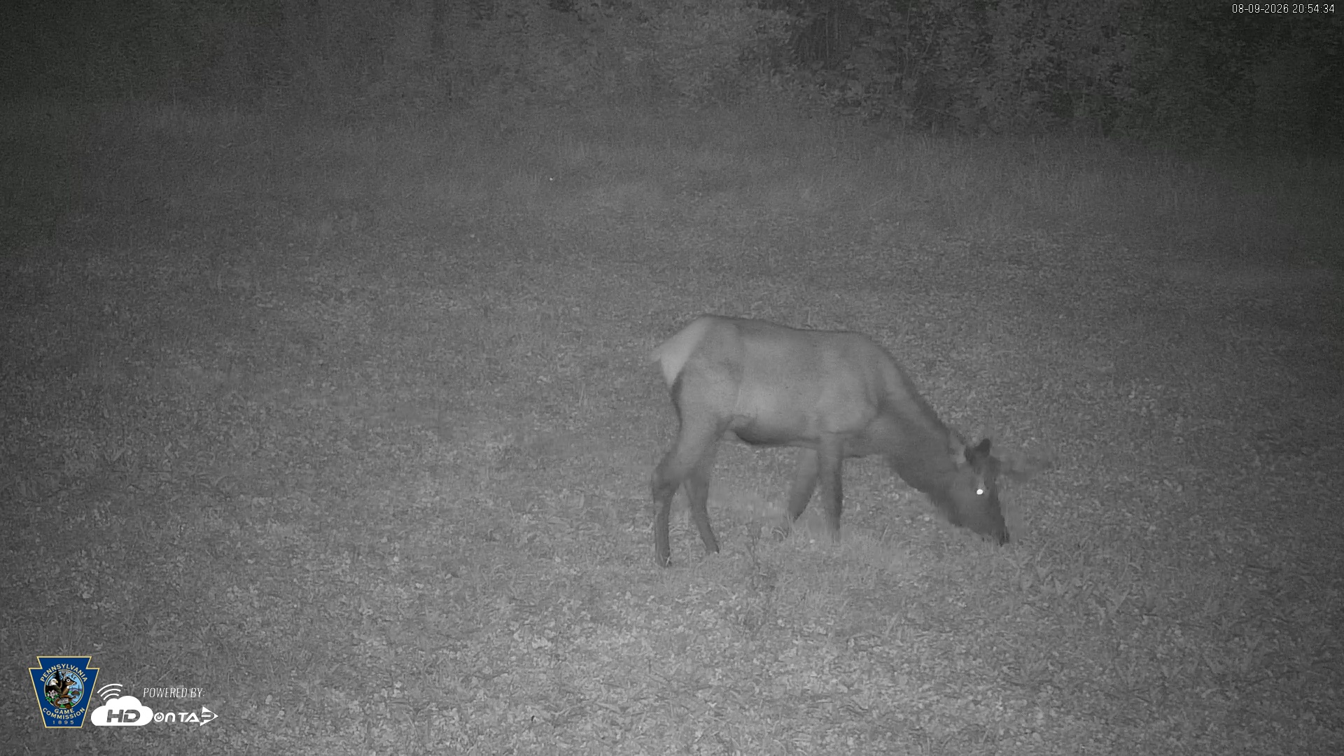 Snapshot of Pennsylvania Elk Live Webcam taken Aug 9, 2026, 8:56pm EDT