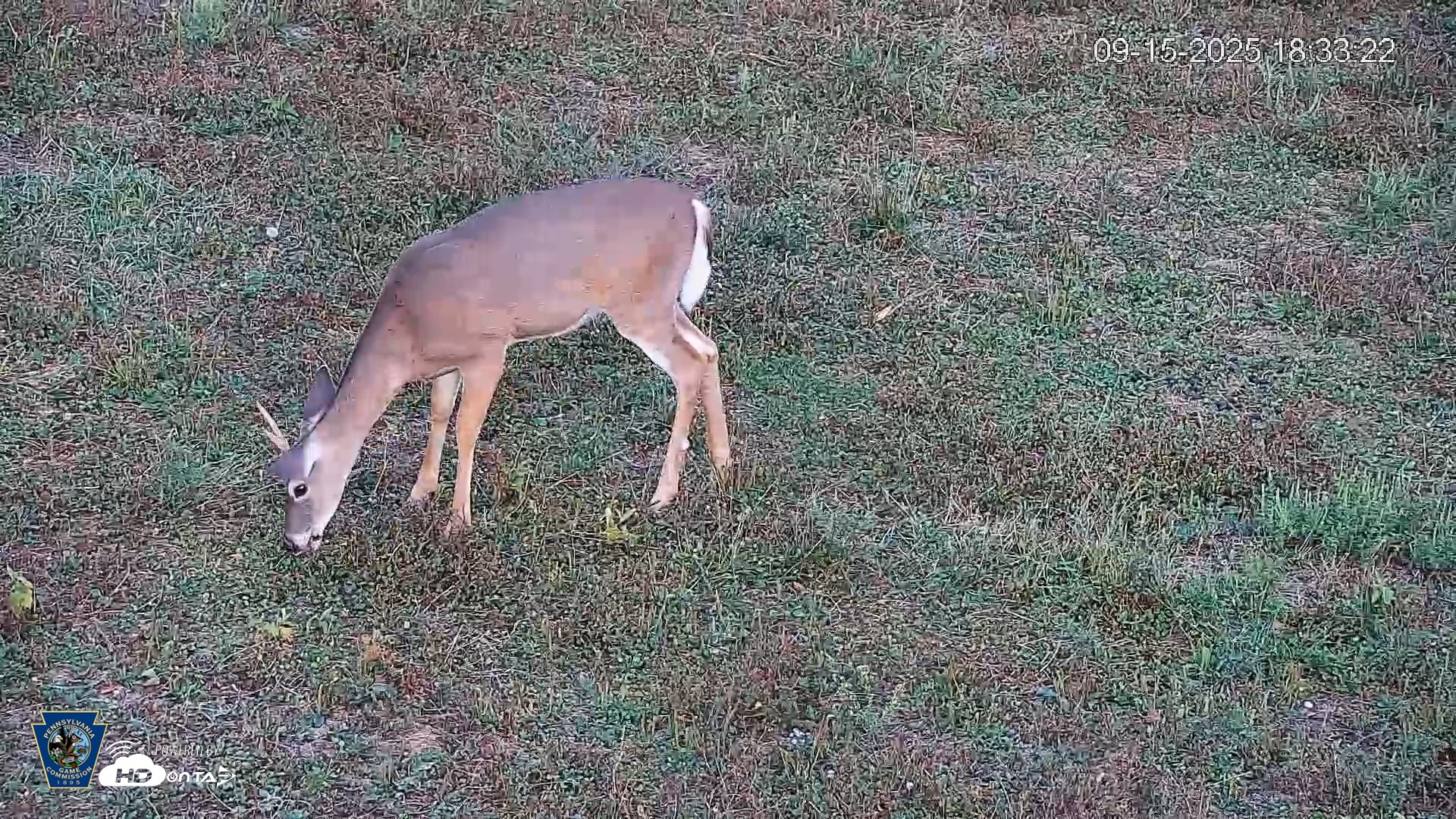 Snapshot of Pennsylvania Elk Live Webcam taken Sep 15, 2025, 6:34pm EDT