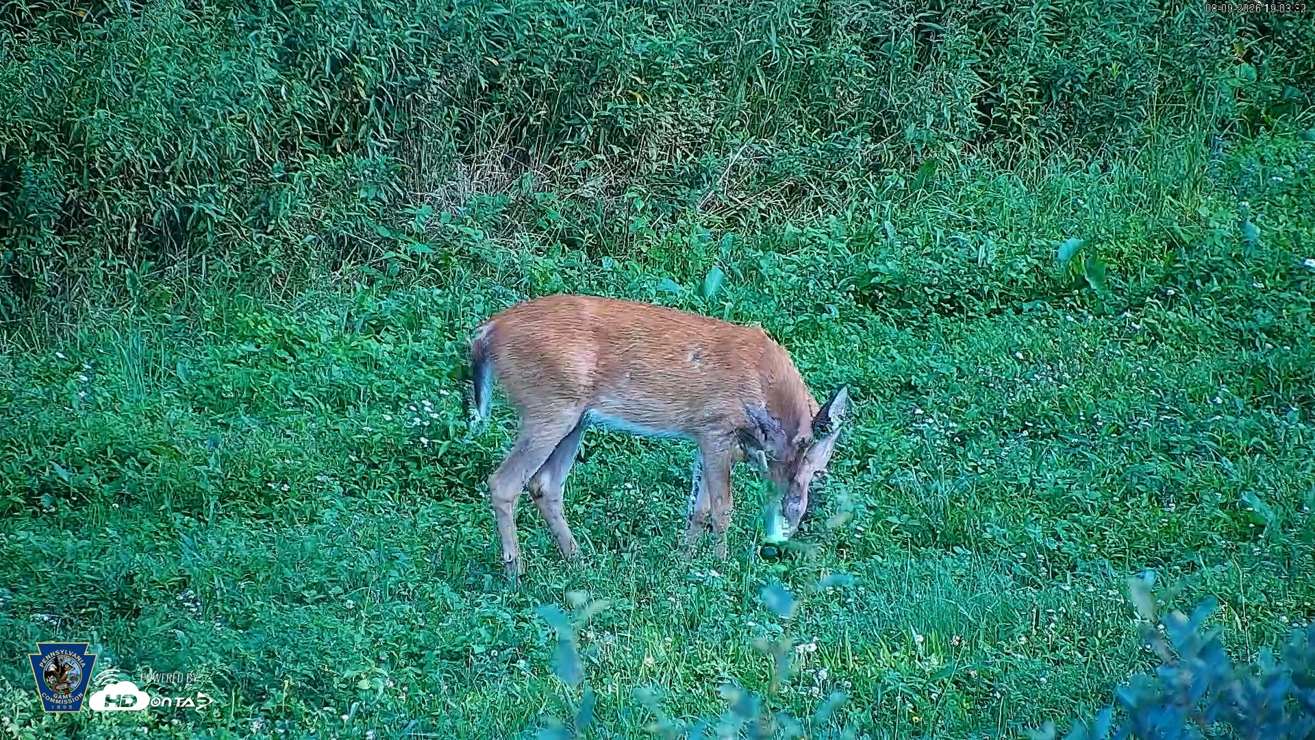 Snapshot of Pennsylvania Elk Live Webcam taken Aug 9, 2026, 7:04pm EDT