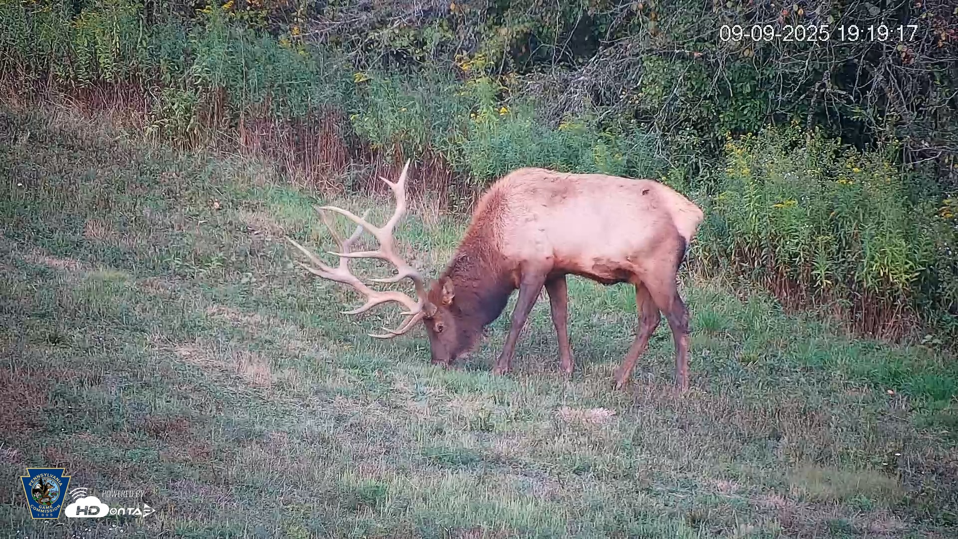 Snapshot of Pennsylvania Elk Live Webcam taken Sep 9, 2025, 7:20pm EDT