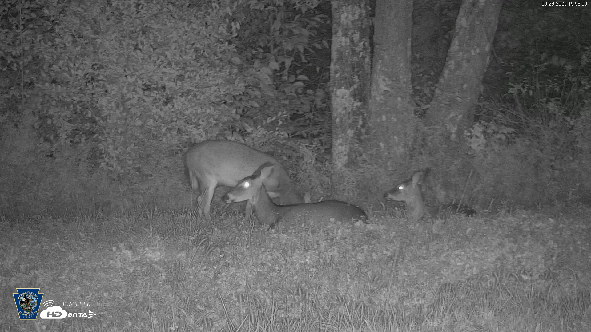 Snapshot of Pennsylvania Elk Live Webcam taken Sep 26, 2026, 7:59pm EDT
