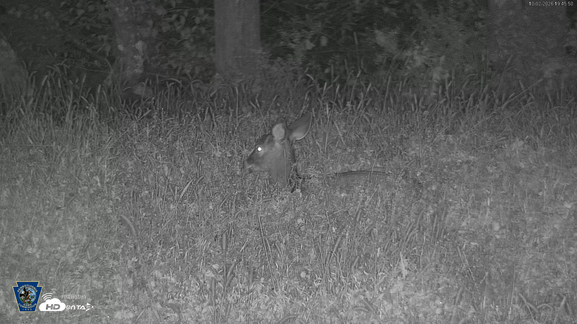 Snapshot of Pennsylvania Elk Live Webcam taken Oct 2, 2026, 7:47pm EDT