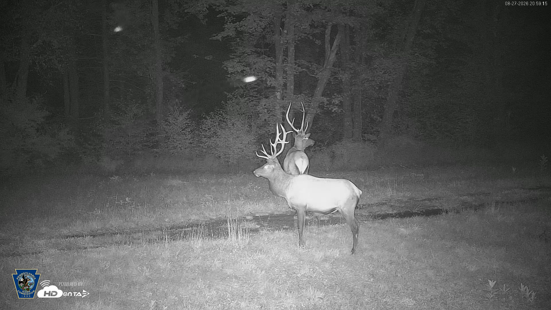 Snapshot of Pennsylvania Elk Live Webcam taken Aug 27, 2026, 9:00pm EDT