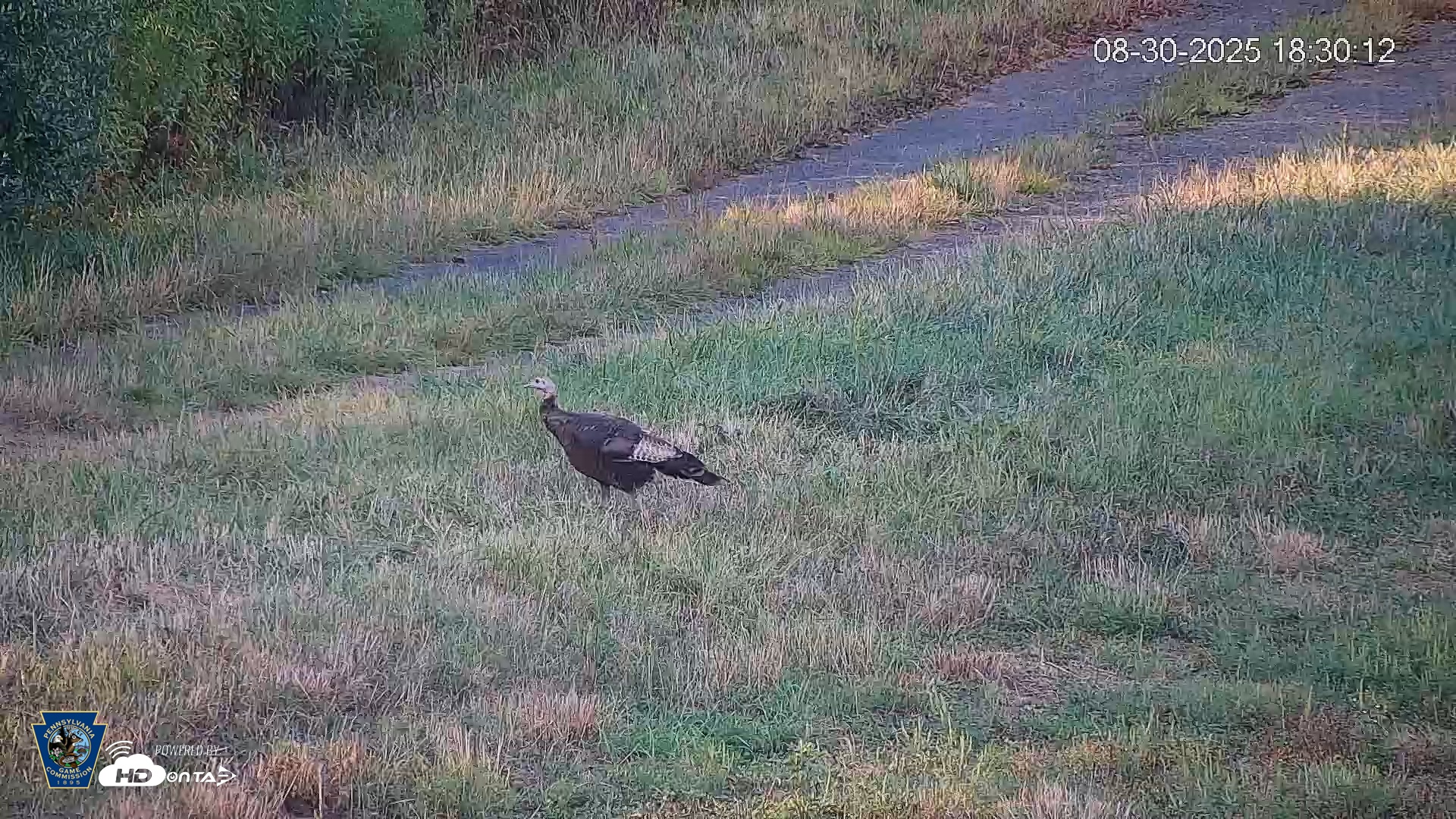Snapshot of Pennsylvania Elk Live Webcam taken Aug 30, 2025, 6:30pm EDT