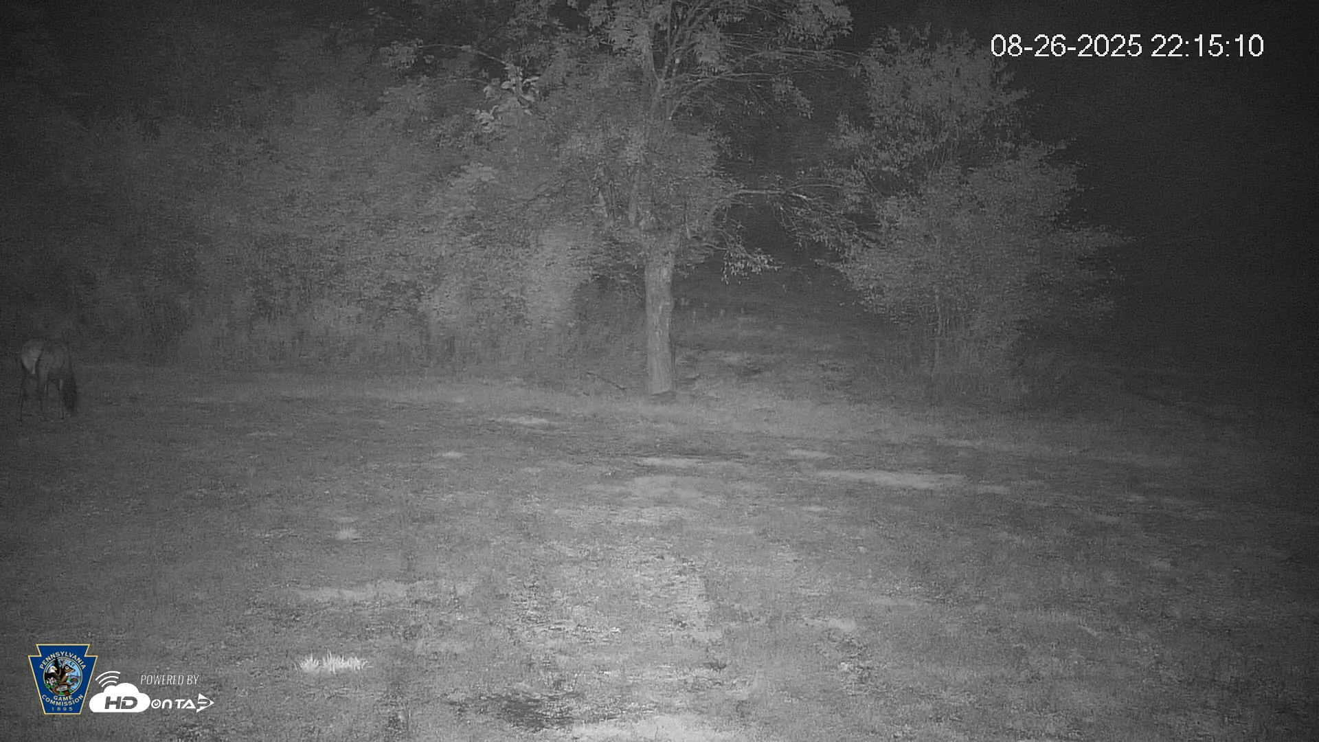 Snapshot of Pennsylvania Elk Live Webcam taken Aug 26, 2025, 10:15pm EDT