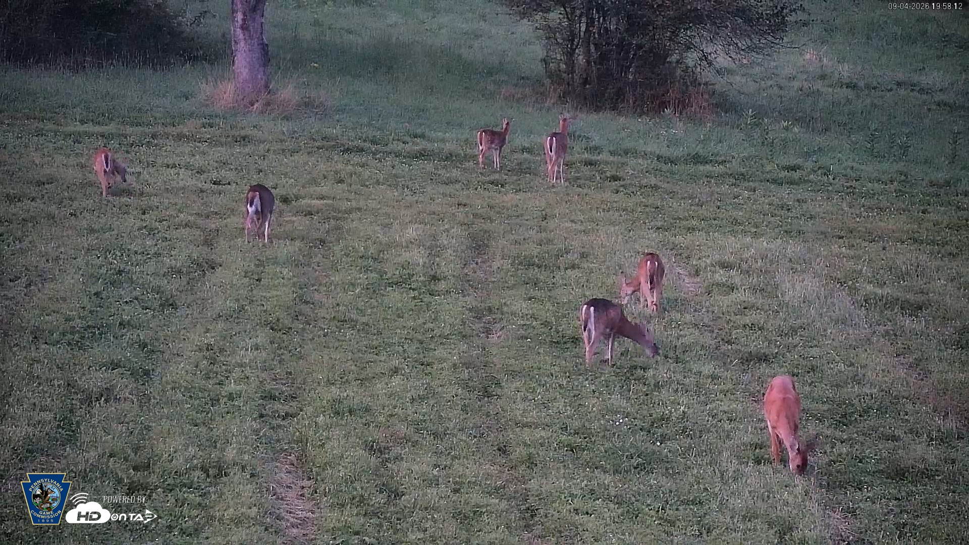 Snapshot of Pennsylvania Elk Live Webcam taken Sep 4, 2026, 7:59pm EDT