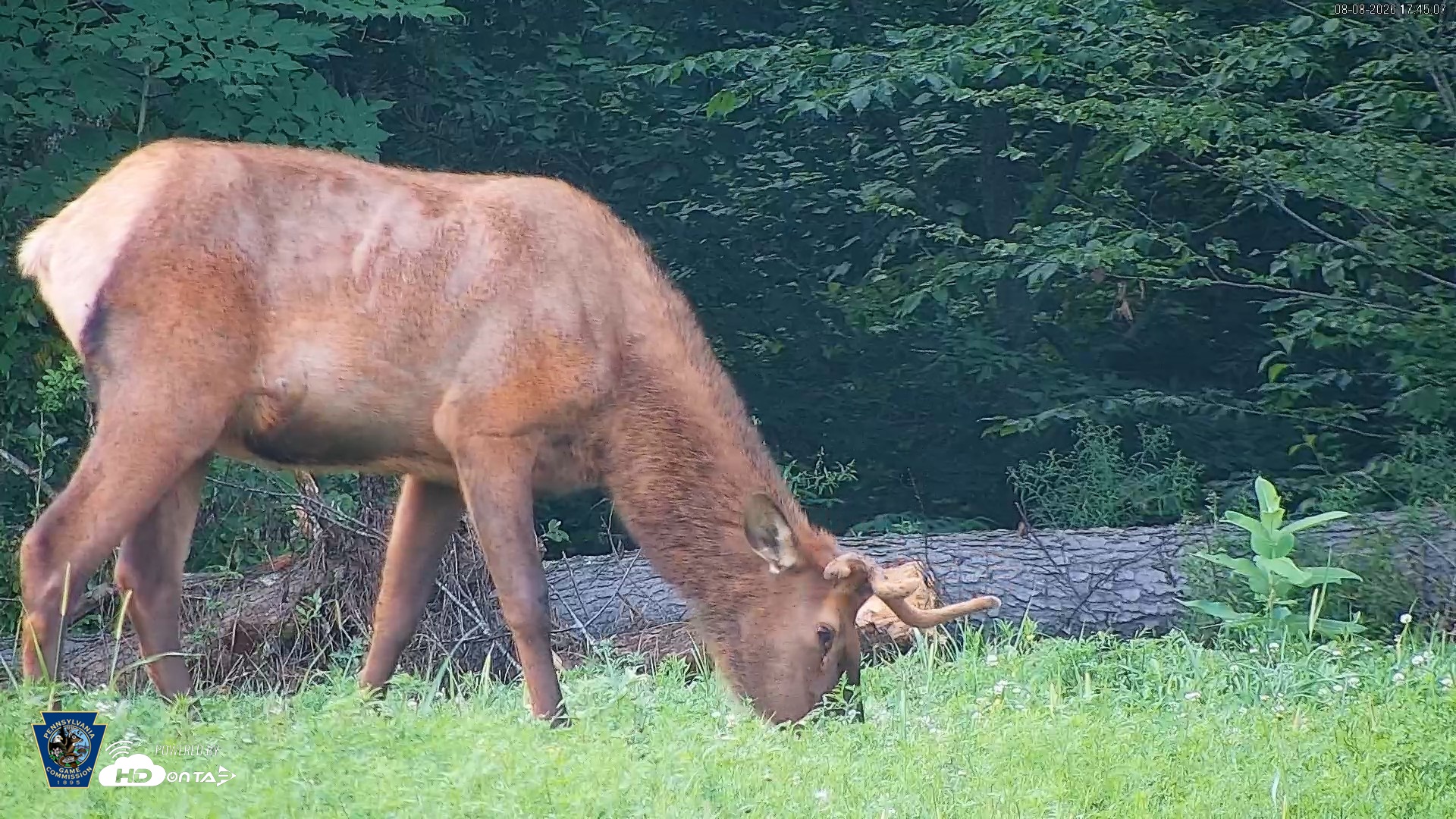 Snapshot of Pennsylvania Elk Live Webcam taken Aug 8, 2026, 5:46pm EDT