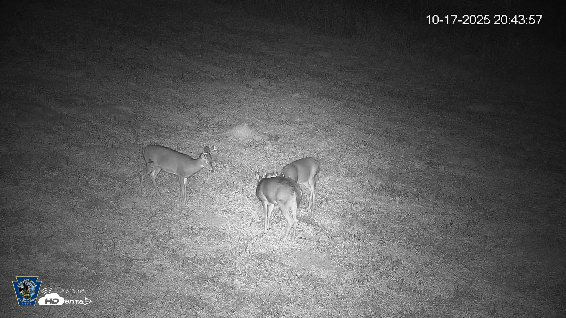 Snapshot of Pennsylvania Elk Live Webcam taken Oct 17, 2025, 8:44pm EDT