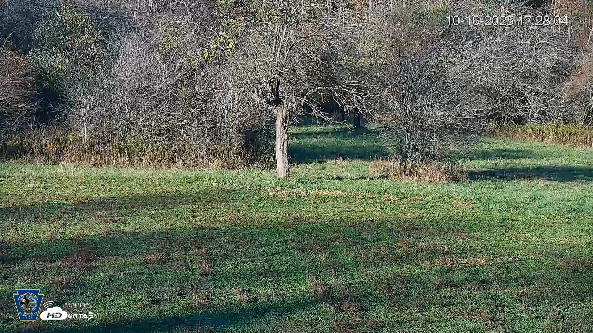 Snapshot of Pennsylvania Elk Live Webcam taken Oct 16, 2025, 5:28pm EDT