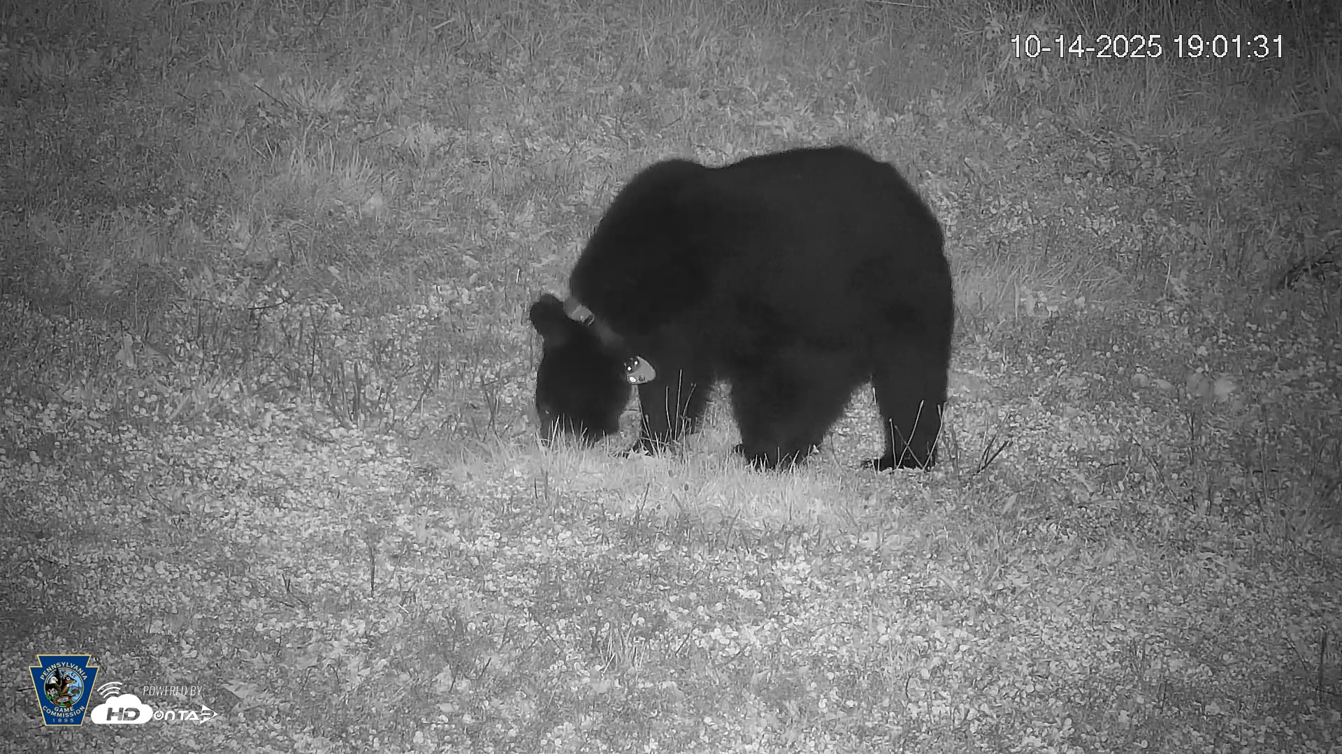 Snapshot of Pennsylvania Elk Live Webcam taken Oct 14, 2025, 7:02pm EDT
