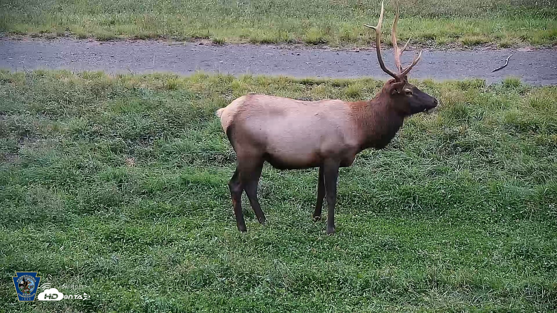 Snapshot of Pennsylvania Elk Live Webcam taken Sep 9, 2026, 7:37pm EDT