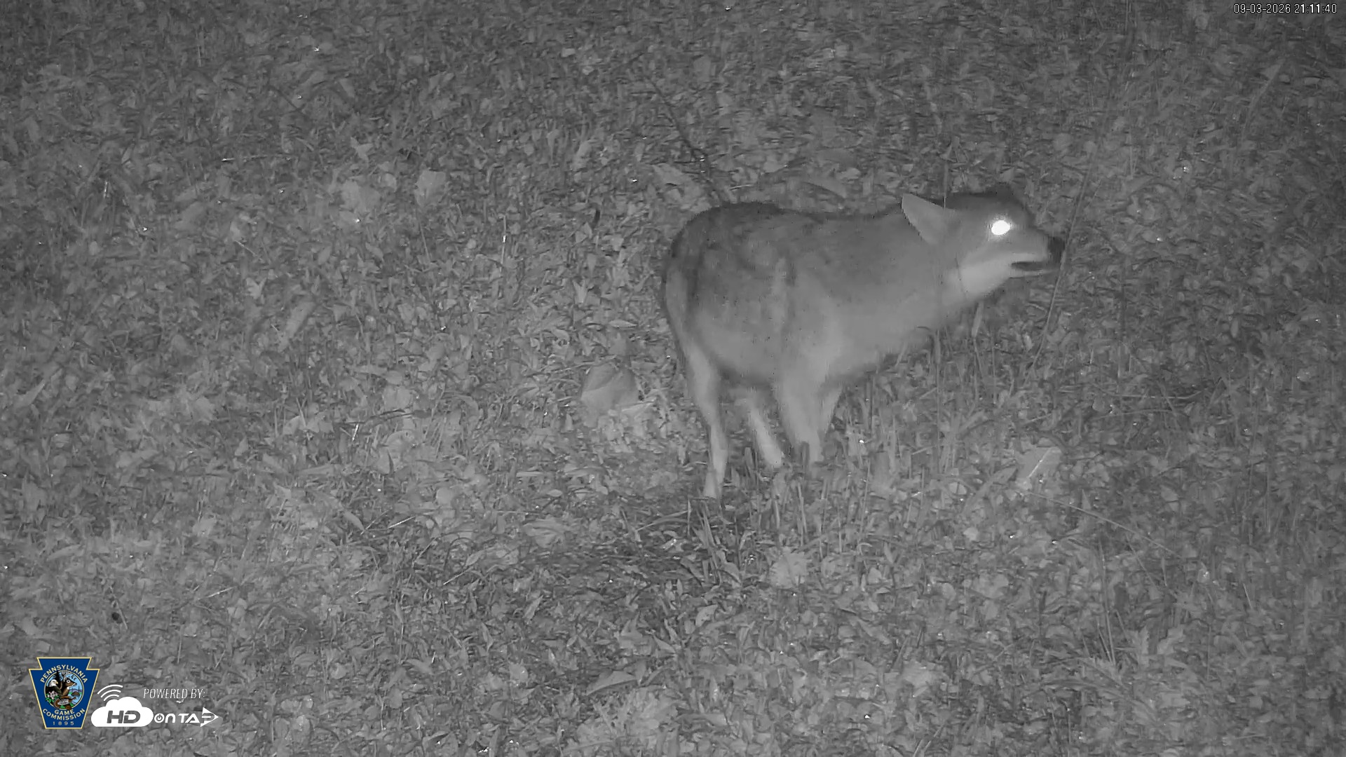 Snapshot of Pennsylvania Elk Live Webcam taken Sep 3, 2026, 9:12pm EDT