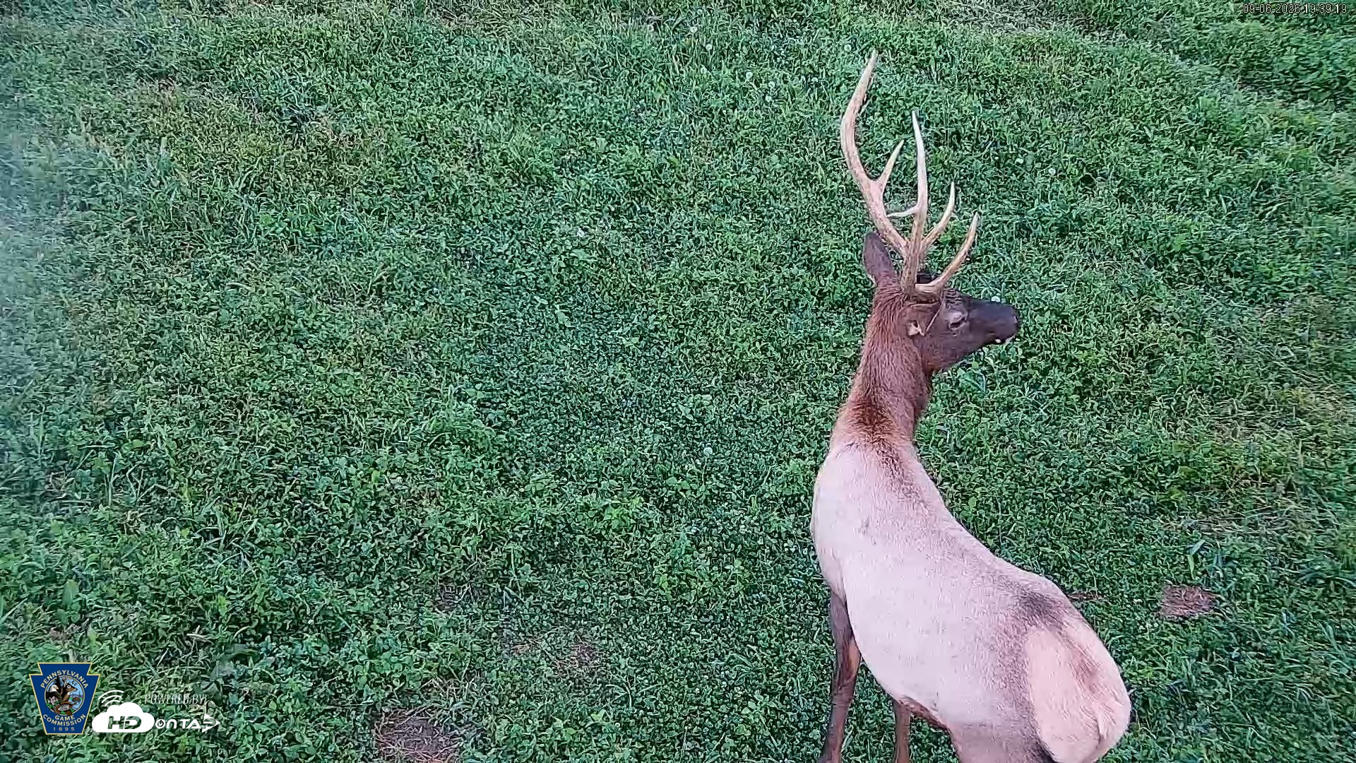 Snapshot of Pennsylvania Elk Live Webcam taken Sep 6, 2026, 7:40pm EDT