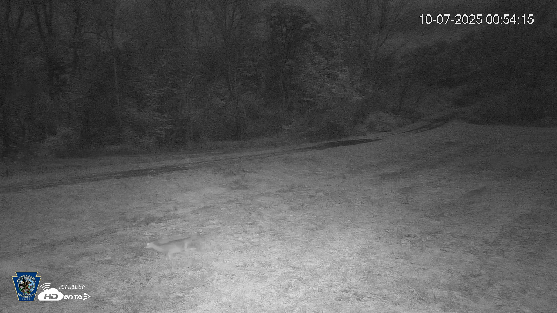 Snapshot of Pennsylvania Elk Live Webcam taken Oct 7, 2025, 12:54am EDT