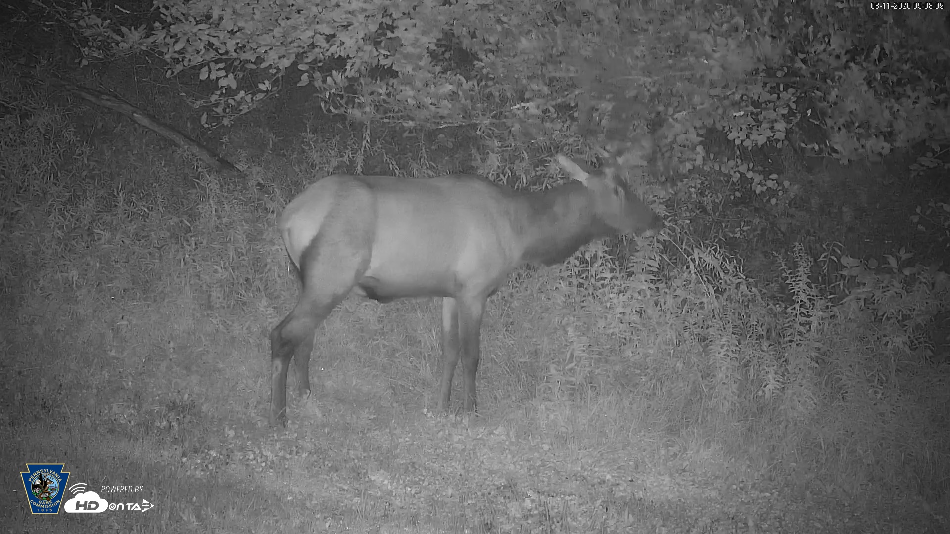 Snapshot of Pennsylvania Elk Live Webcam taken Aug 11, 2026, 5:09am EDT