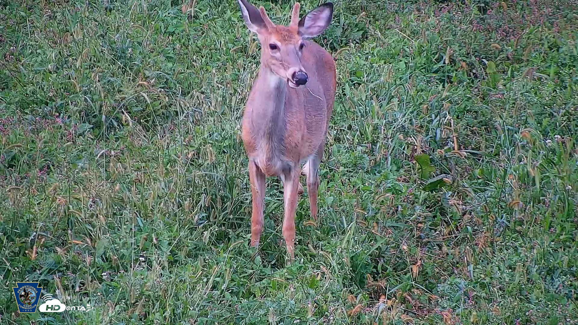 Snapshot of Pennsylvania Elk Live Webcam taken Sep 8, 2026, 6:39pm EDT