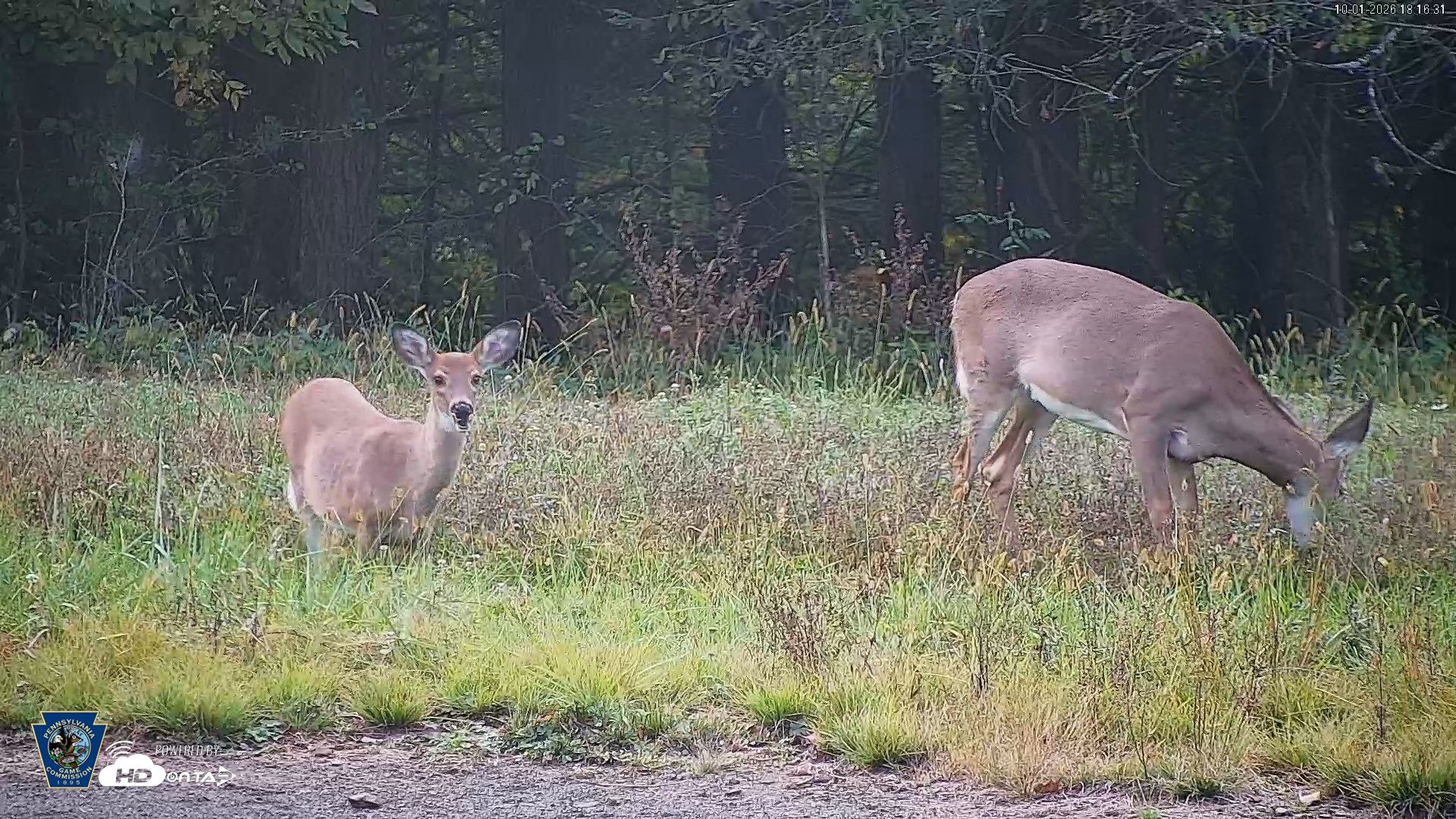 Snapshot of Pennsylvania Elk Live Webcam taken Oct 1, 2026, 6:17pm EDT