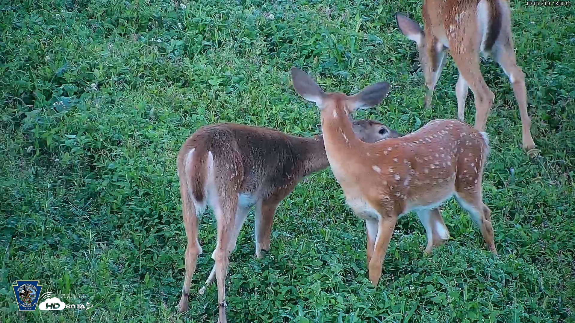 Snapshot of Pennsylvania Elk Live Webcam taken Sep 5, 2026, 6:51pm EDT