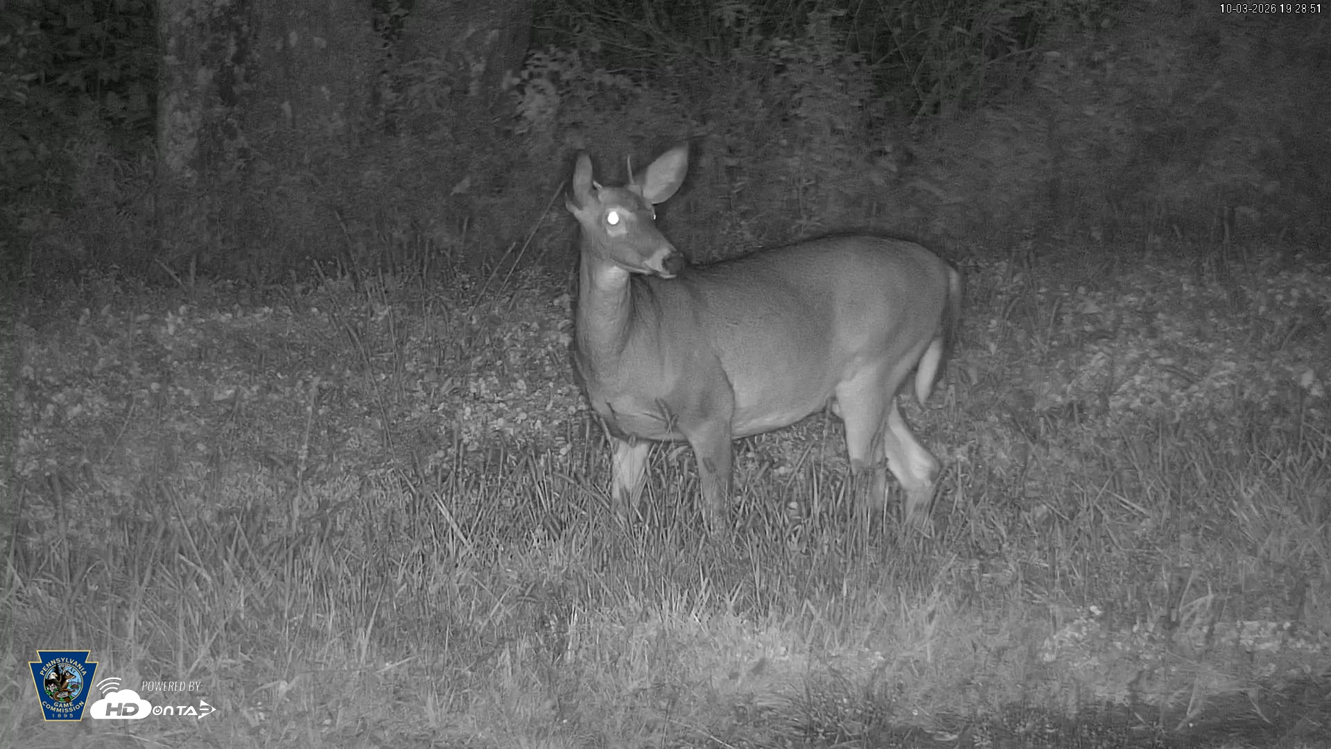 Snapshot of Pennsylvania Elk Live Webcam taken Oct 3, 2026, 7:29pm EDT