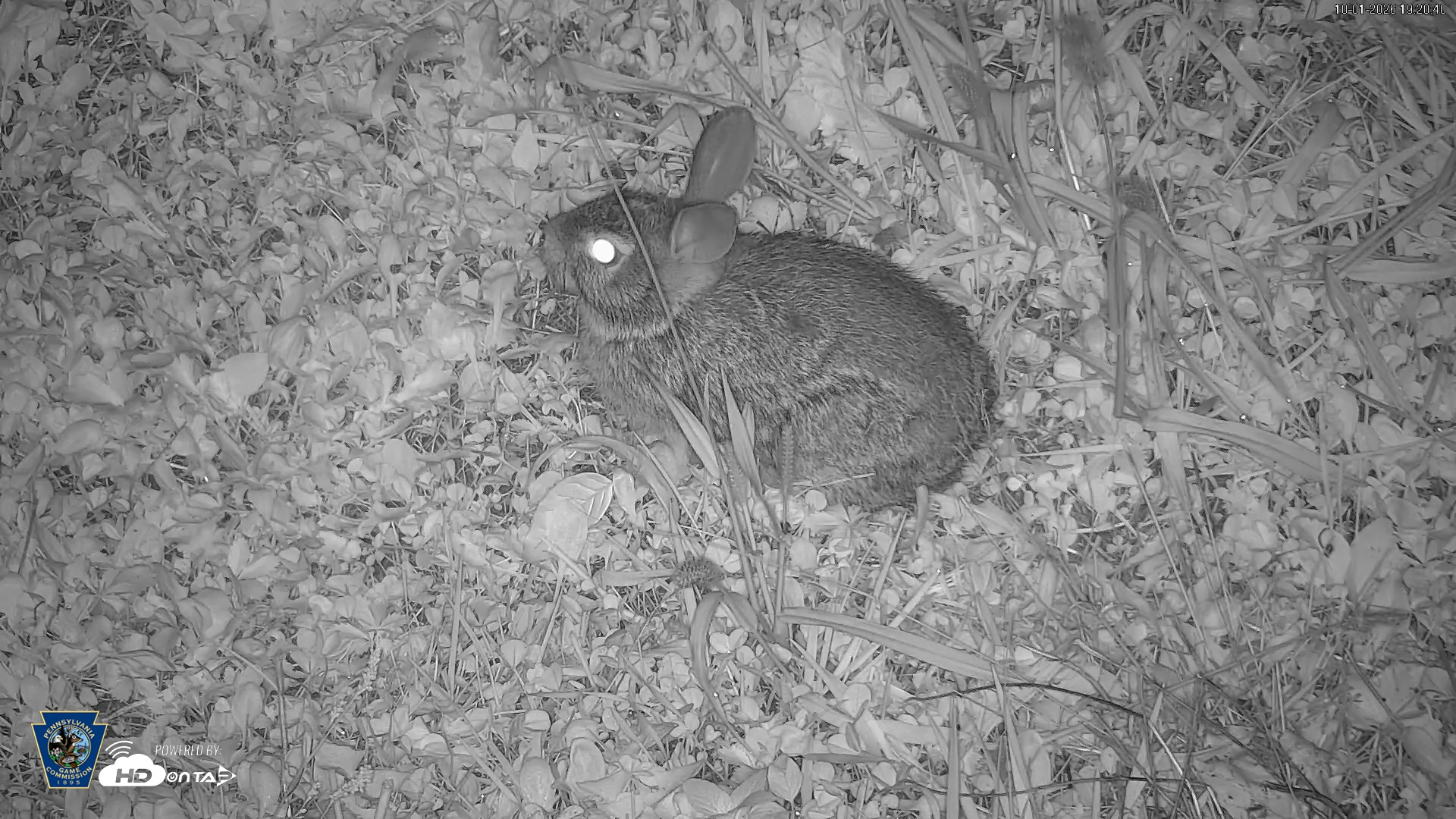 Snapshot of Pennsylvania Elk Live Webcam taken Oct 1, 2026, 7:21pm EDT