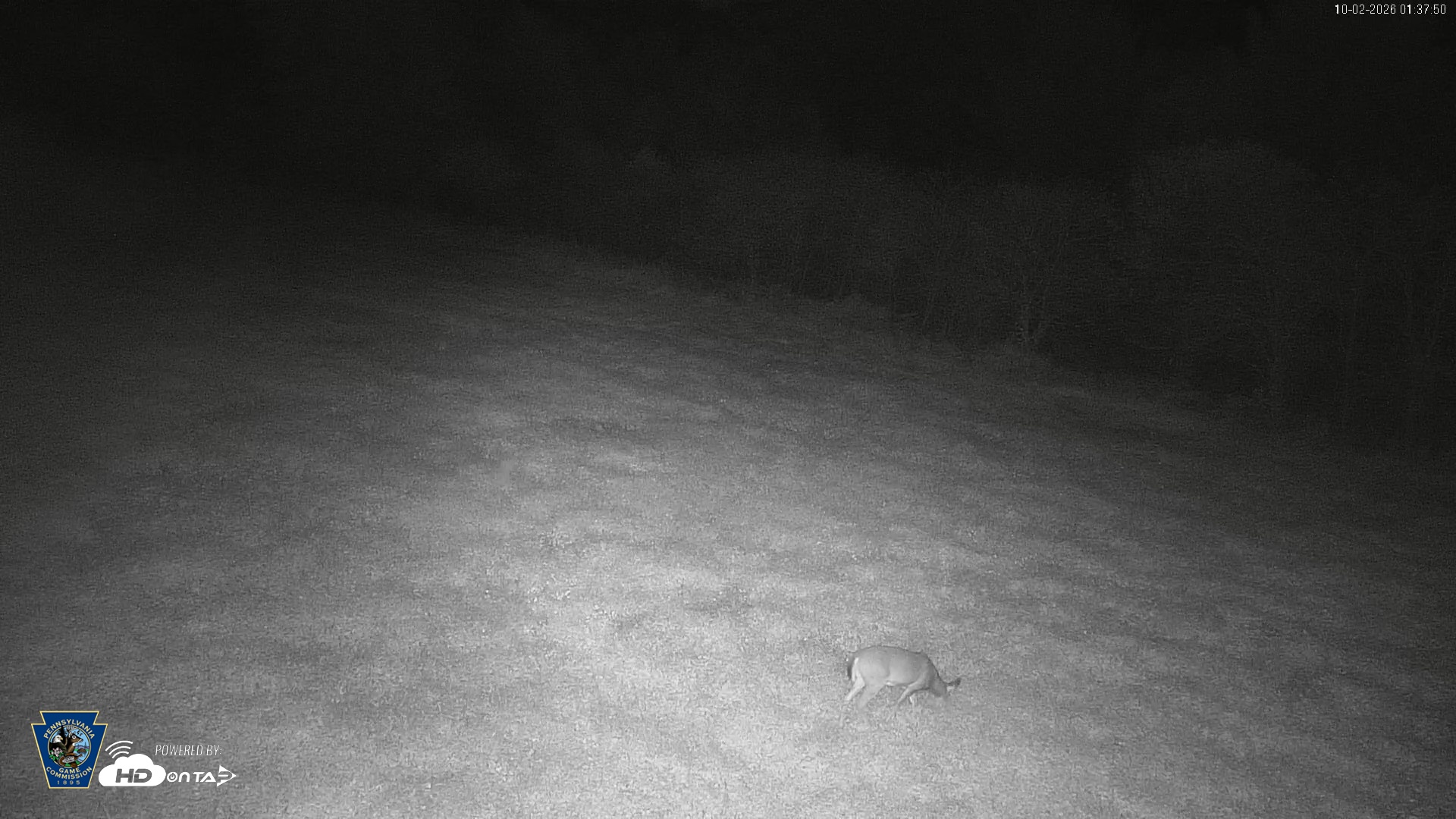 Snapshot of Pennsylvania Elk Live Webcam taken Oct 2, 2026, 1:38am EDT
