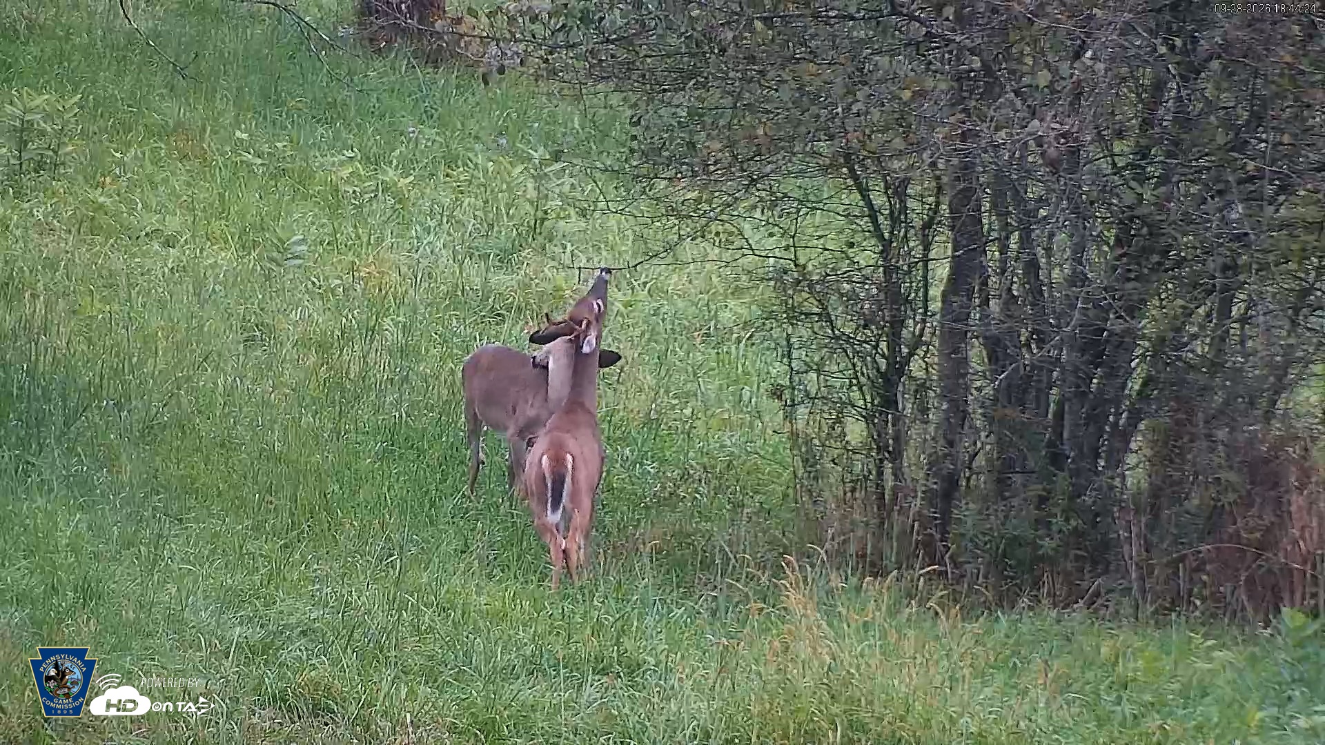 Snapshot of Pennsylvania Elk Live Webcam taken Sep 28, 2026, 6:44pm EDT