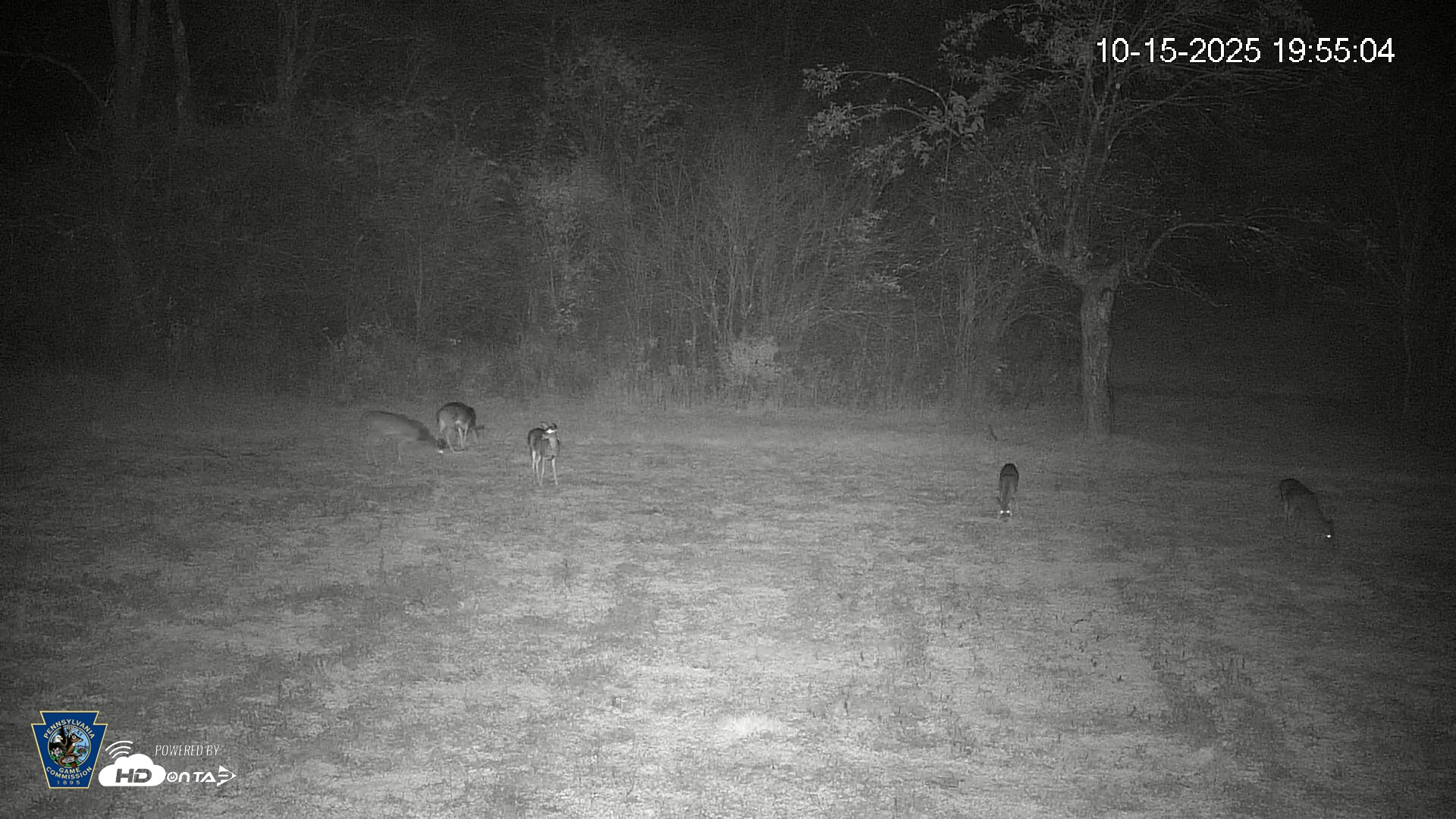 Snapshot of Pennsylvania Elk Live Webcam taken Oct 15, 2025, 7:55pm EDT