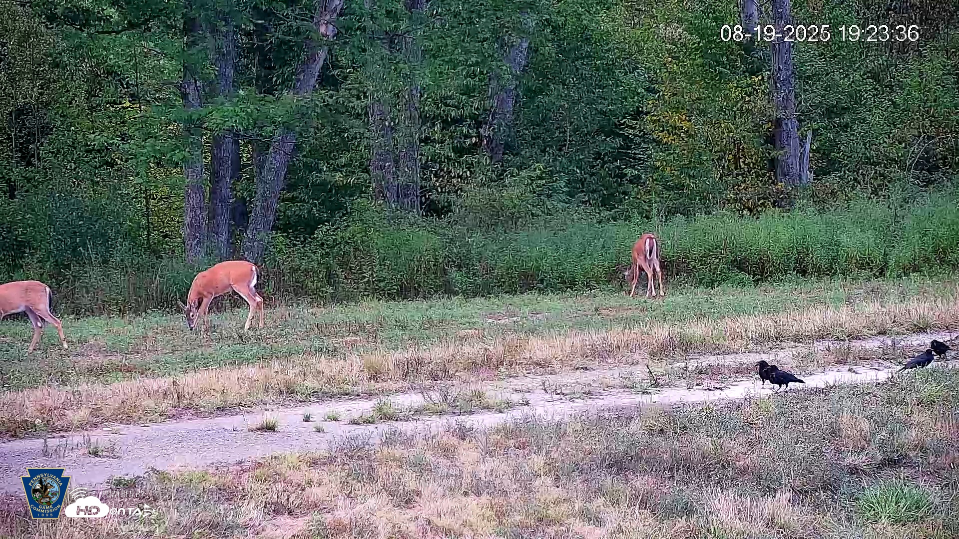 Snapshot of Pennsylvania Elk Live Webcam taken Aug 19, 2025, 7:24pm EDT