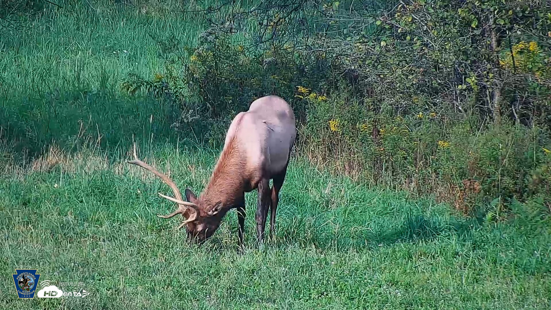 Snapshot of Pennsylvania Elk Live Webcam taken Sep 8, 2026, 6:14pm EDT