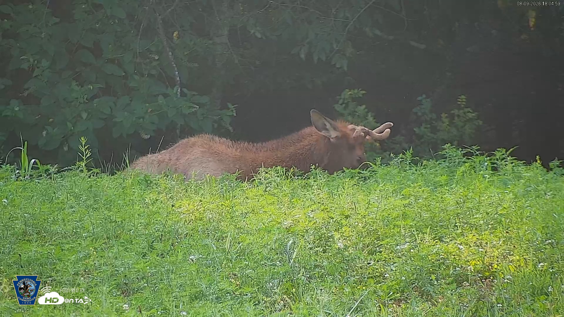 Snapshot of Pennsylvania Elk Live Webcam taken Aug 9, 2026, 6:05pm EDT