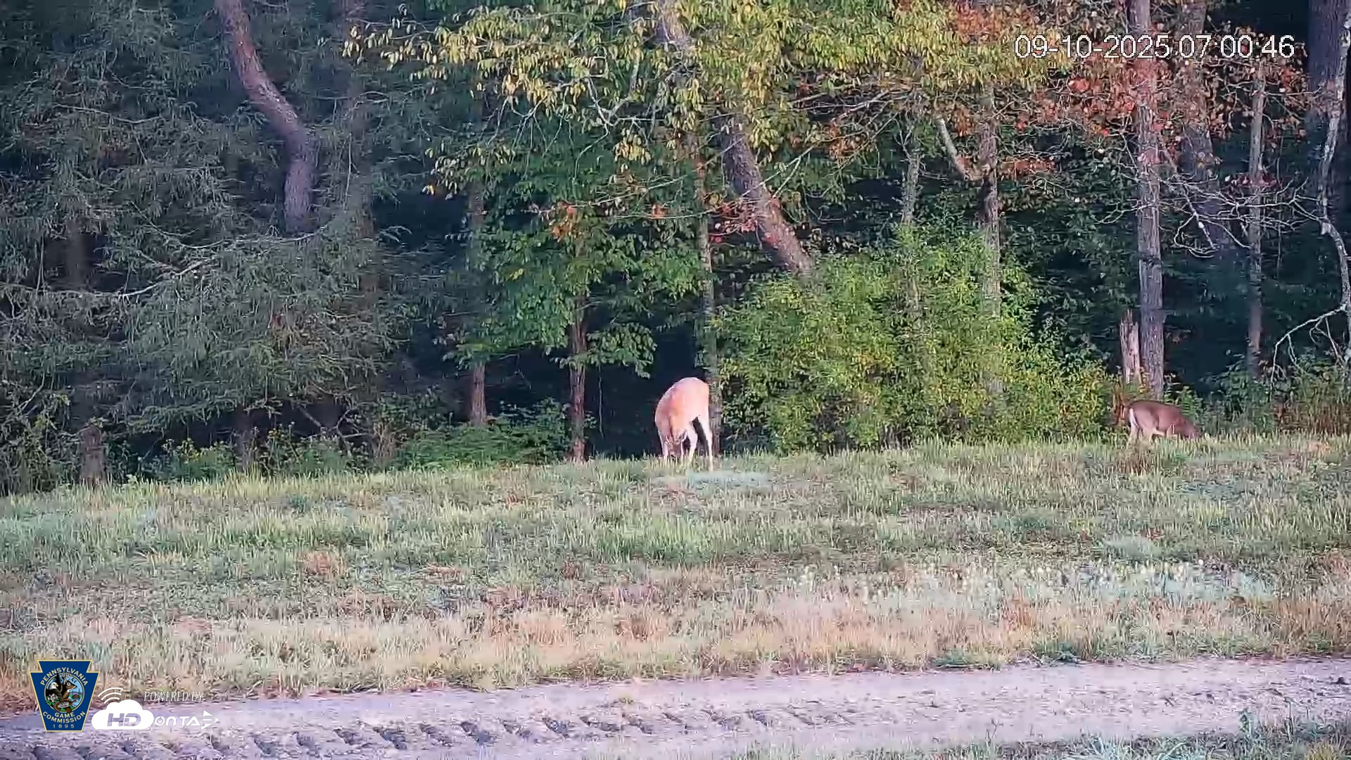 Snapshot of Pennsylvania Elk Live Webcam taken Sep 10, 2025, 7:01am EDT
